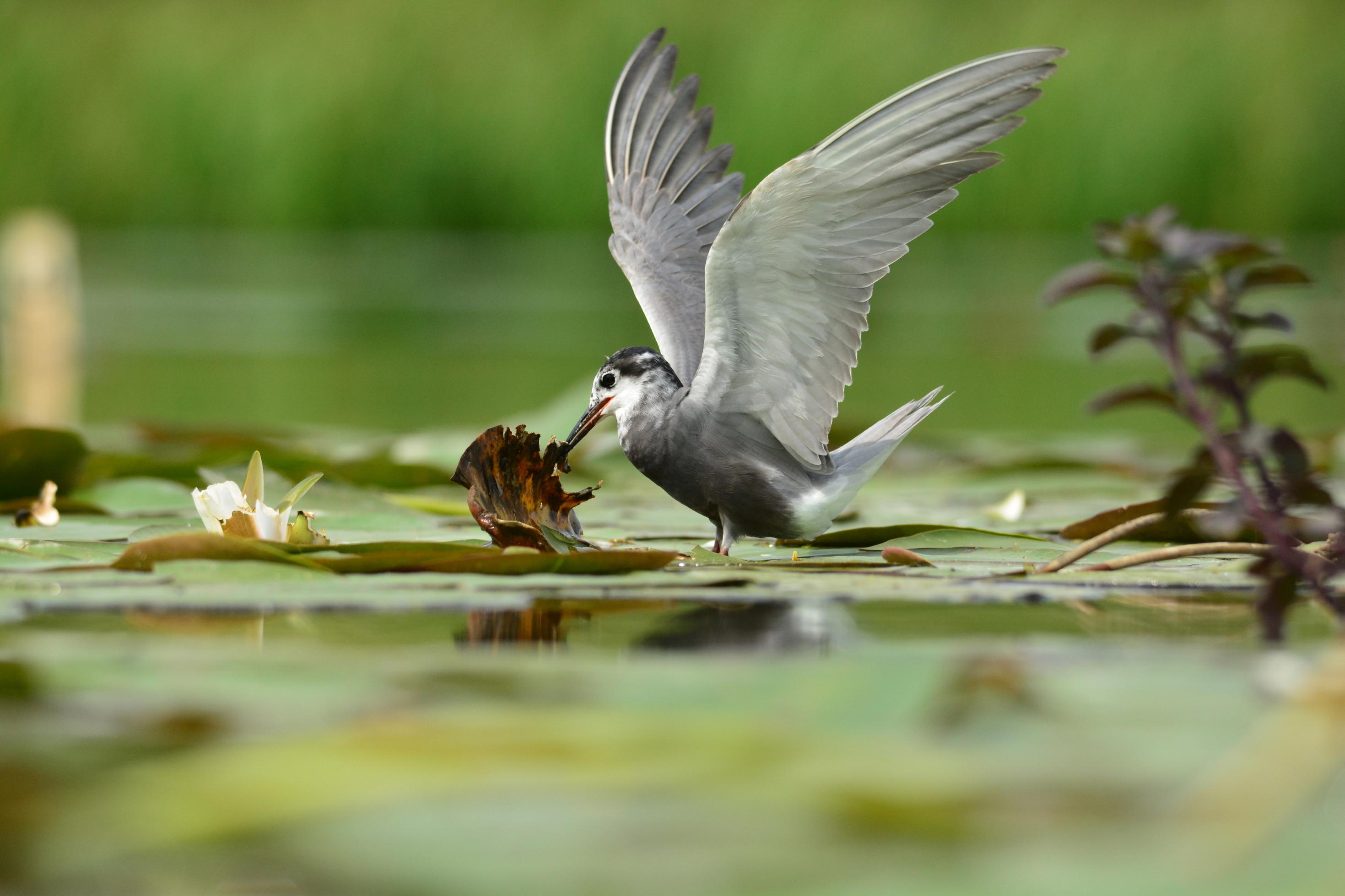 Trauerseeschwalbe baut an ihrem Schwimmnest auf einem Altrheinarm am Niederrhein.