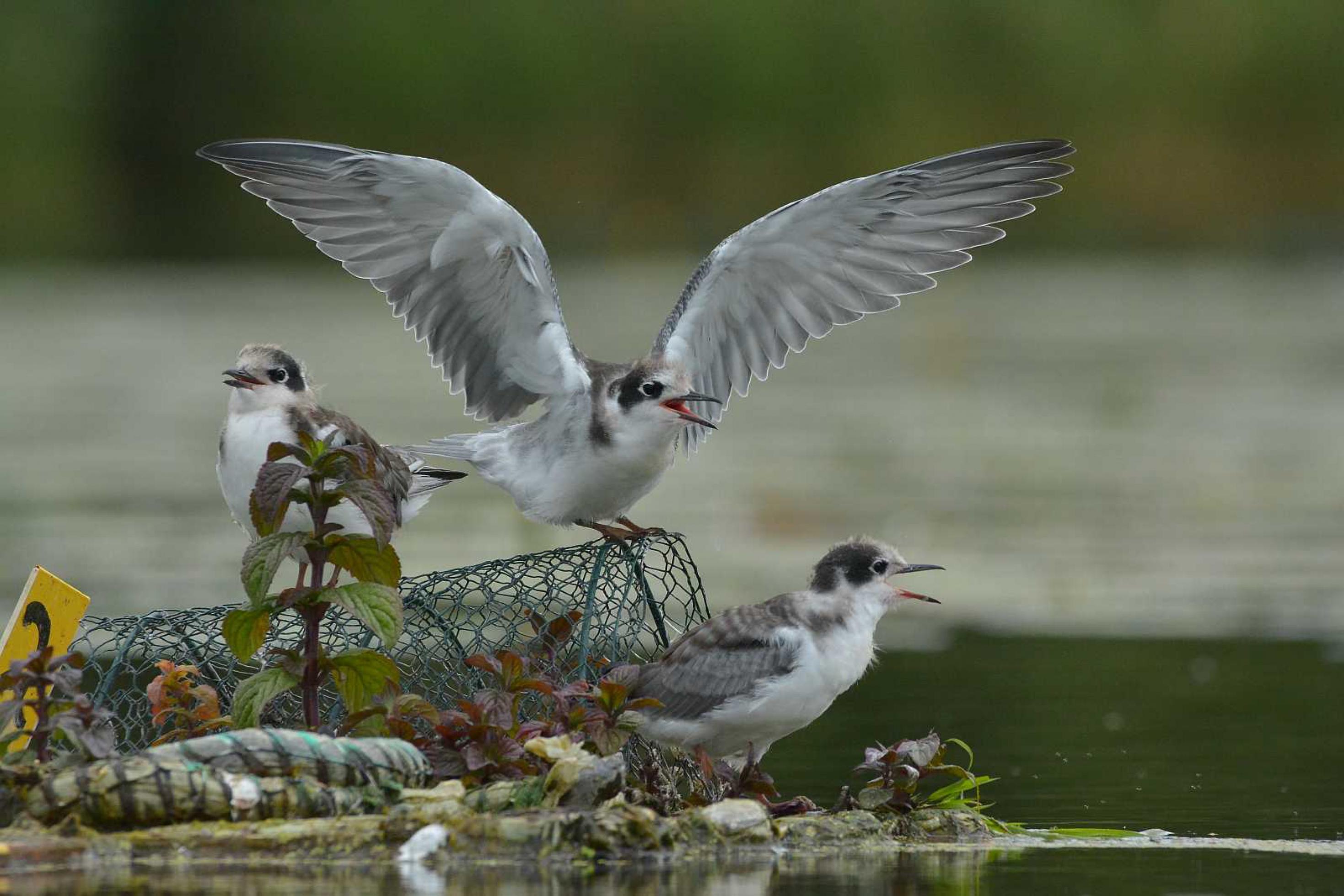 Drei Jungvögel sitzen auf ihrem Nest.