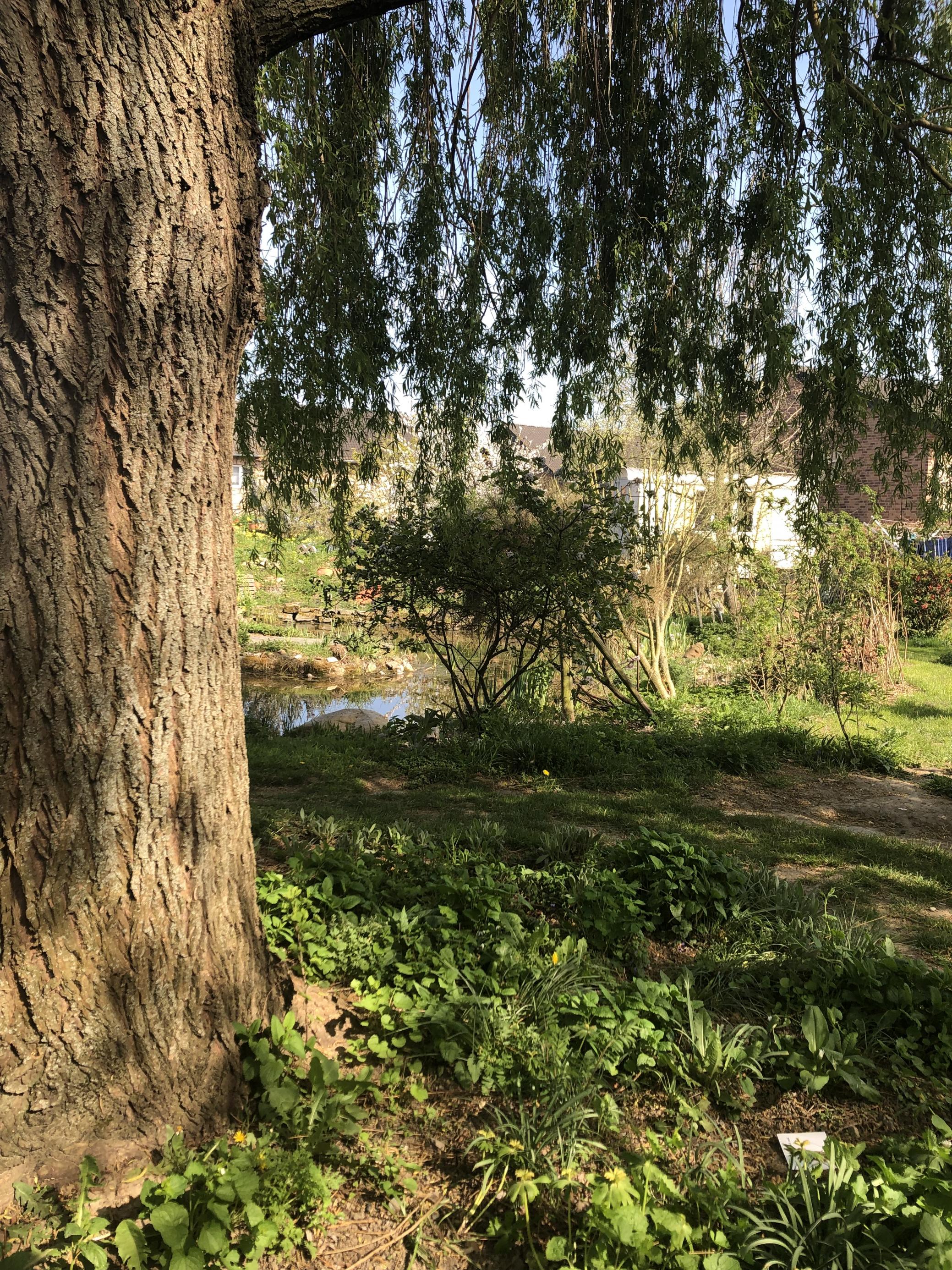 Bärlauch, Knoblausrauke und Zitronenmelisse gedeihen im Schatten unter der Trauerweide gut.