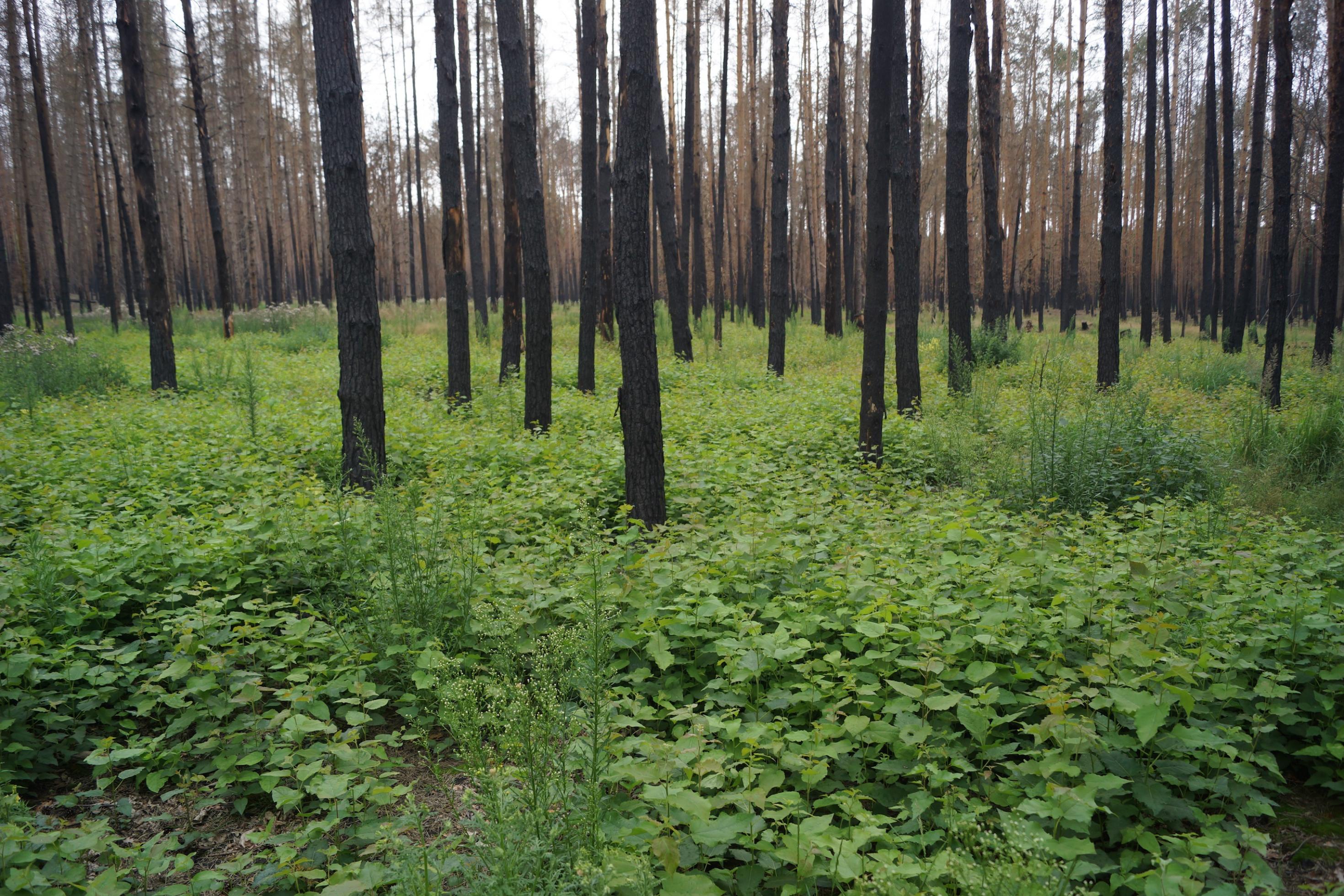 Verkohlte Baumstämme stehen nach einem Waldbrand dicht an dicht, am Boden wachsen neue grüne Pflanzen.