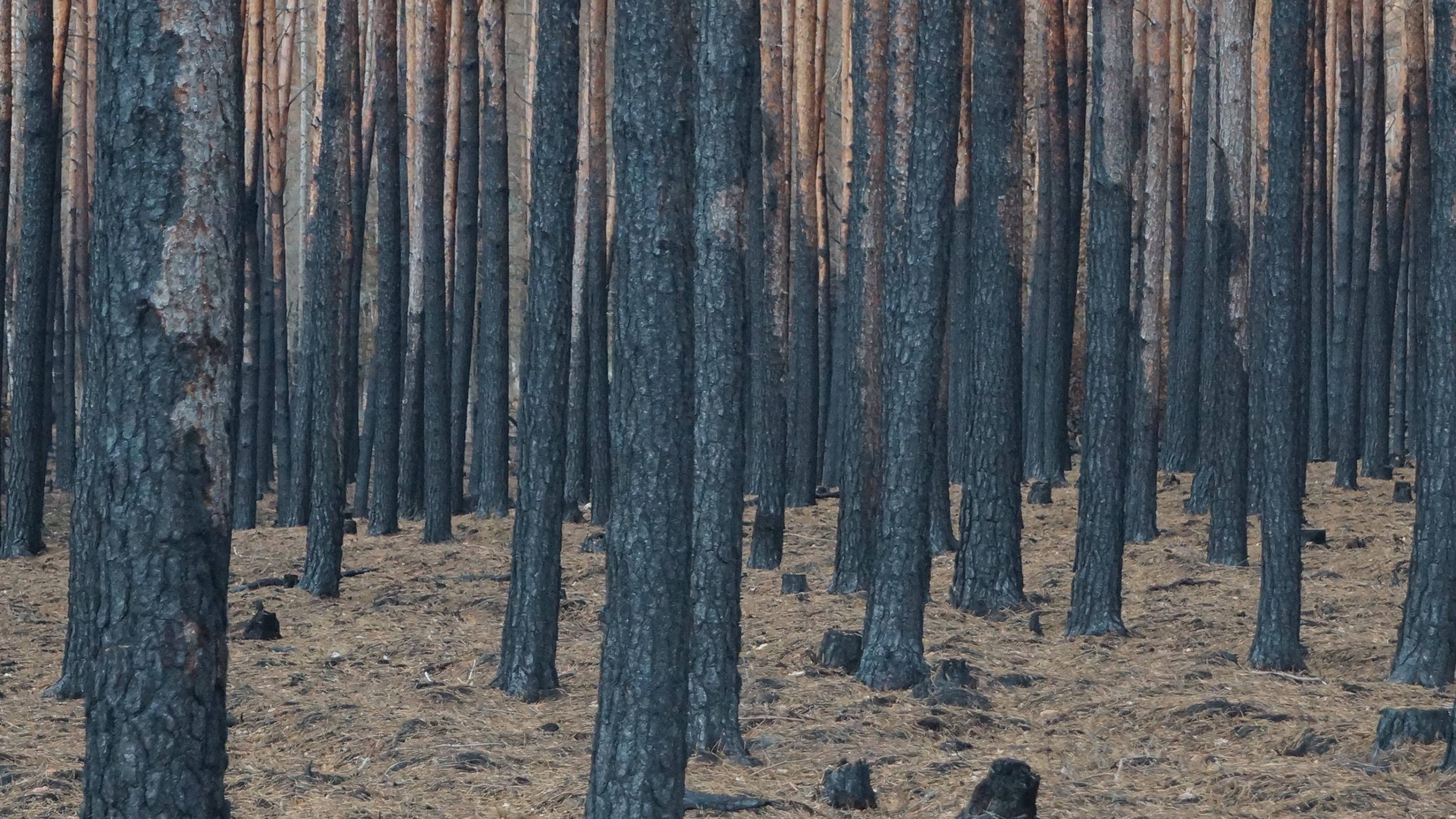 Verkohlte Baumstämme nach dem Brand in einem Wald in Treuenbrietzen (Brandenburg)