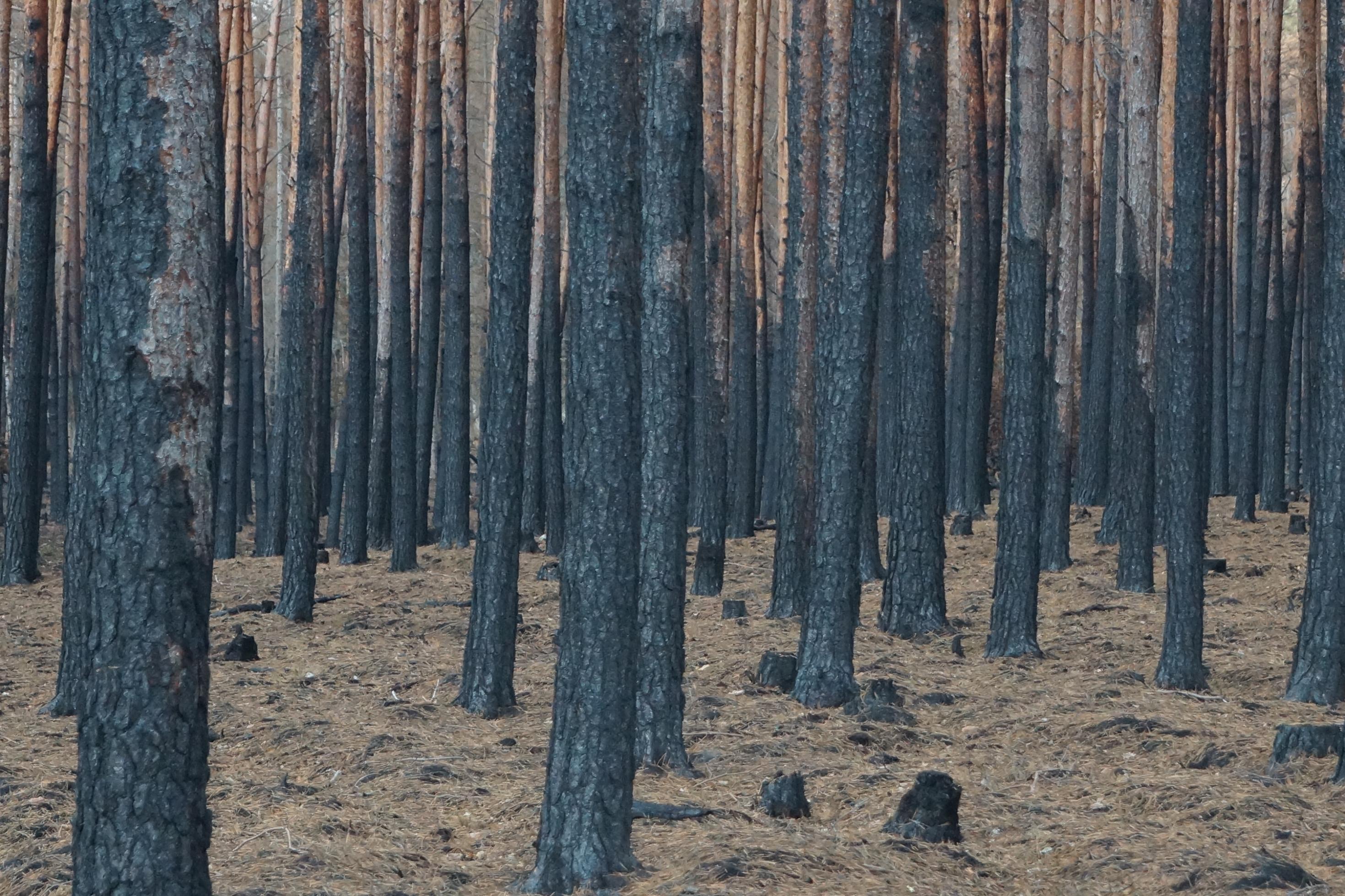 Verkohlte Baumstämme nach dem Brand in einem Wald in Treuenbrietzen (Brandenburg)