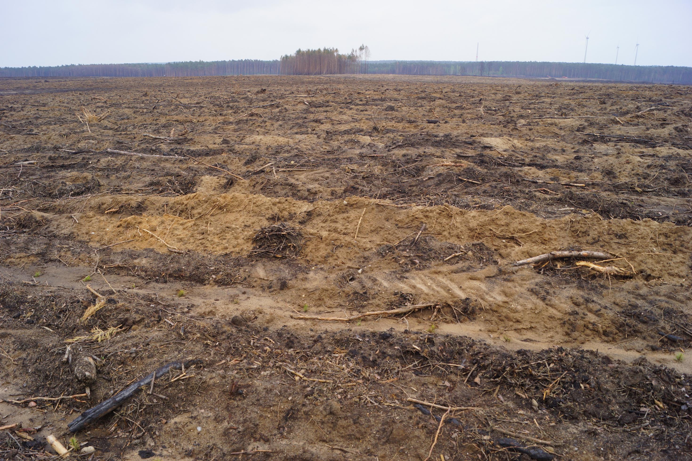 Alle verbrannten Bäume sind weggeräumt, nur der Sandboden ohne Pflanzen ist nach dem Waldbrand zu sehen.