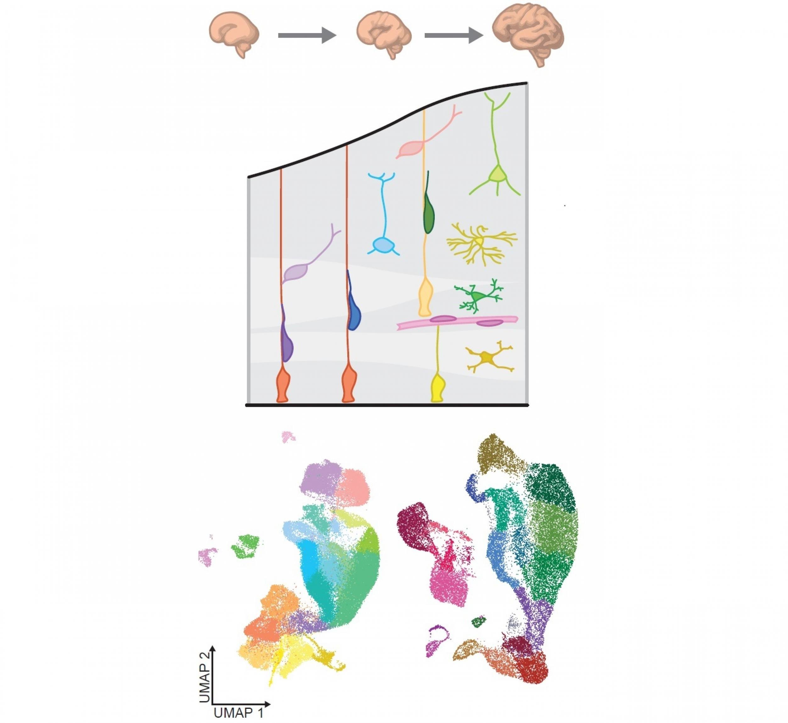Wissenschaftliche Grafik des Gehirns, einzelner Zellen und einer systembiologischen Auswertung.