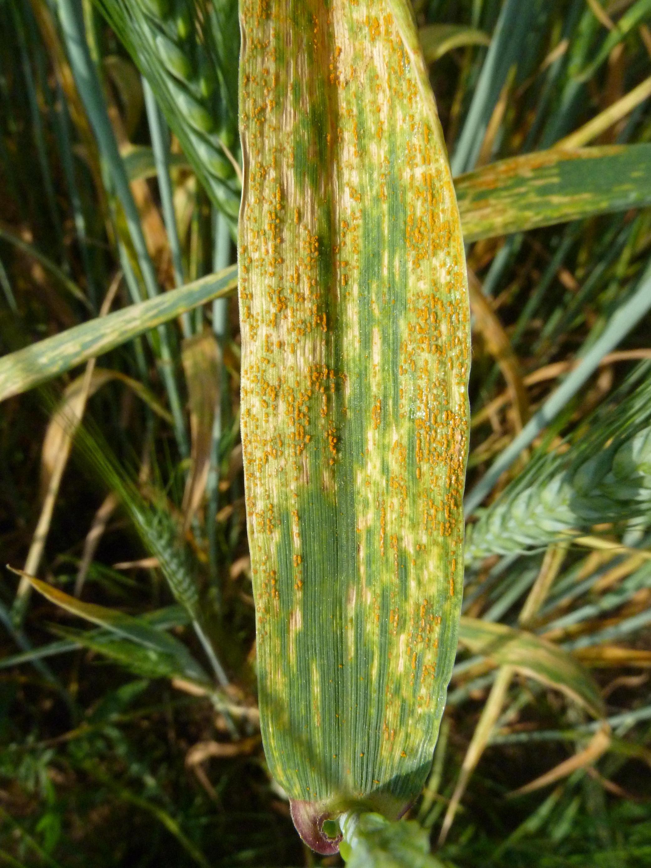 Grünes Blatt mit goldgelben Flecken. Die Triticale ist von einem Pilz einer Gelbrostrasse befallen.