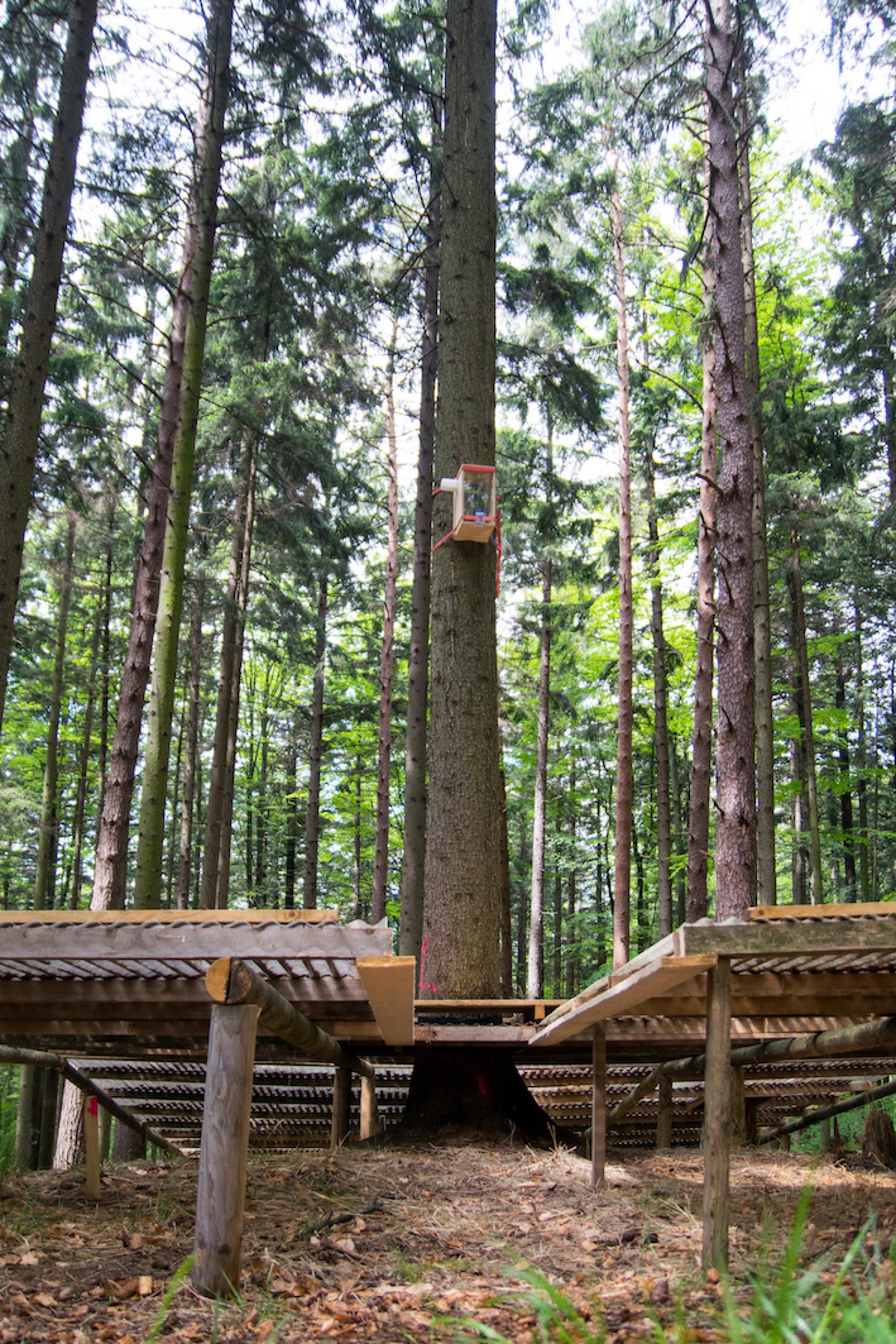 Freilandstudie im Gebirge im Osten Österreichs. Die Fichten werden über Holzboxen absichtlich mit Borkenkäfern in Kontakt gebracht.