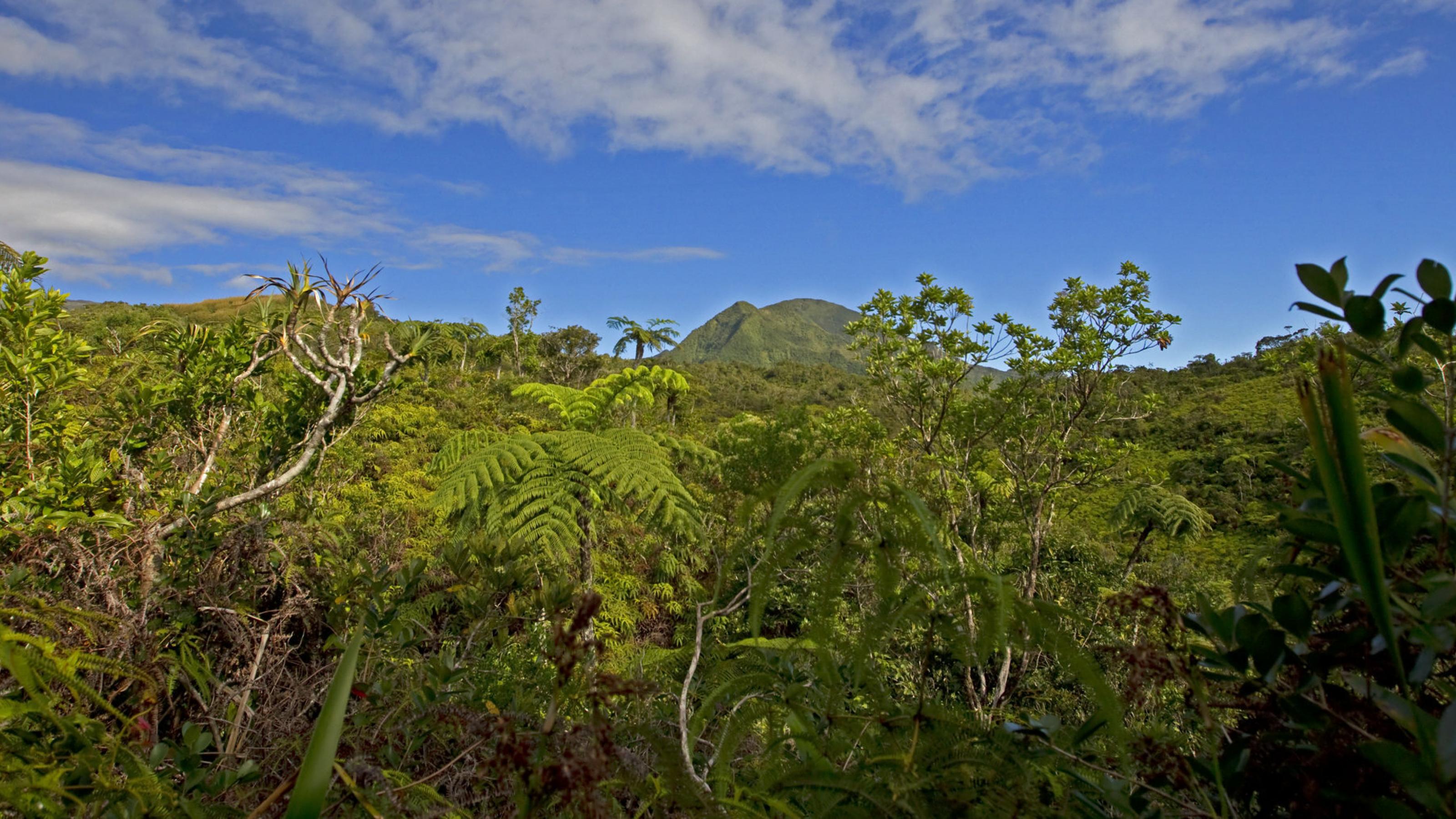 Ein Regenwald auf La Reunion im Indischen Ozean