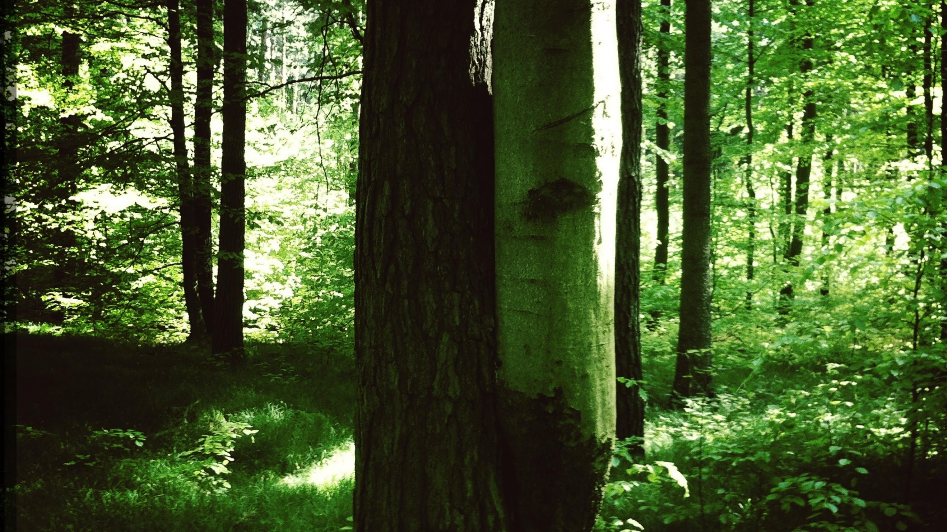 ein Baumstamm in einem Wald [AI]