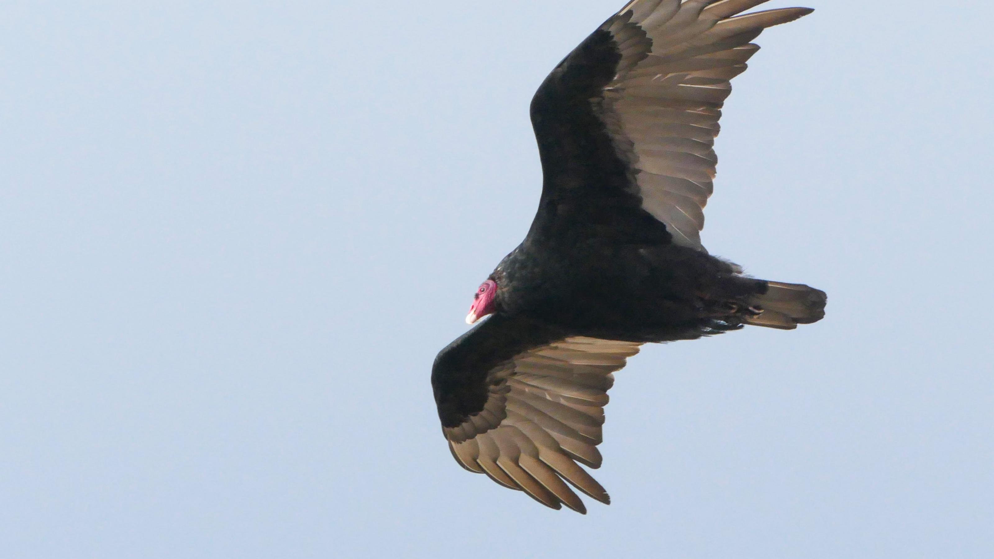 Ein großer schwarzer Vogel mit kahlem roten Kopf mit ausgebreiteten Flügeln vor hellblauem Himmel. Die hinteren Federn an den Flügeln und am Schwanz sind hellgrau.