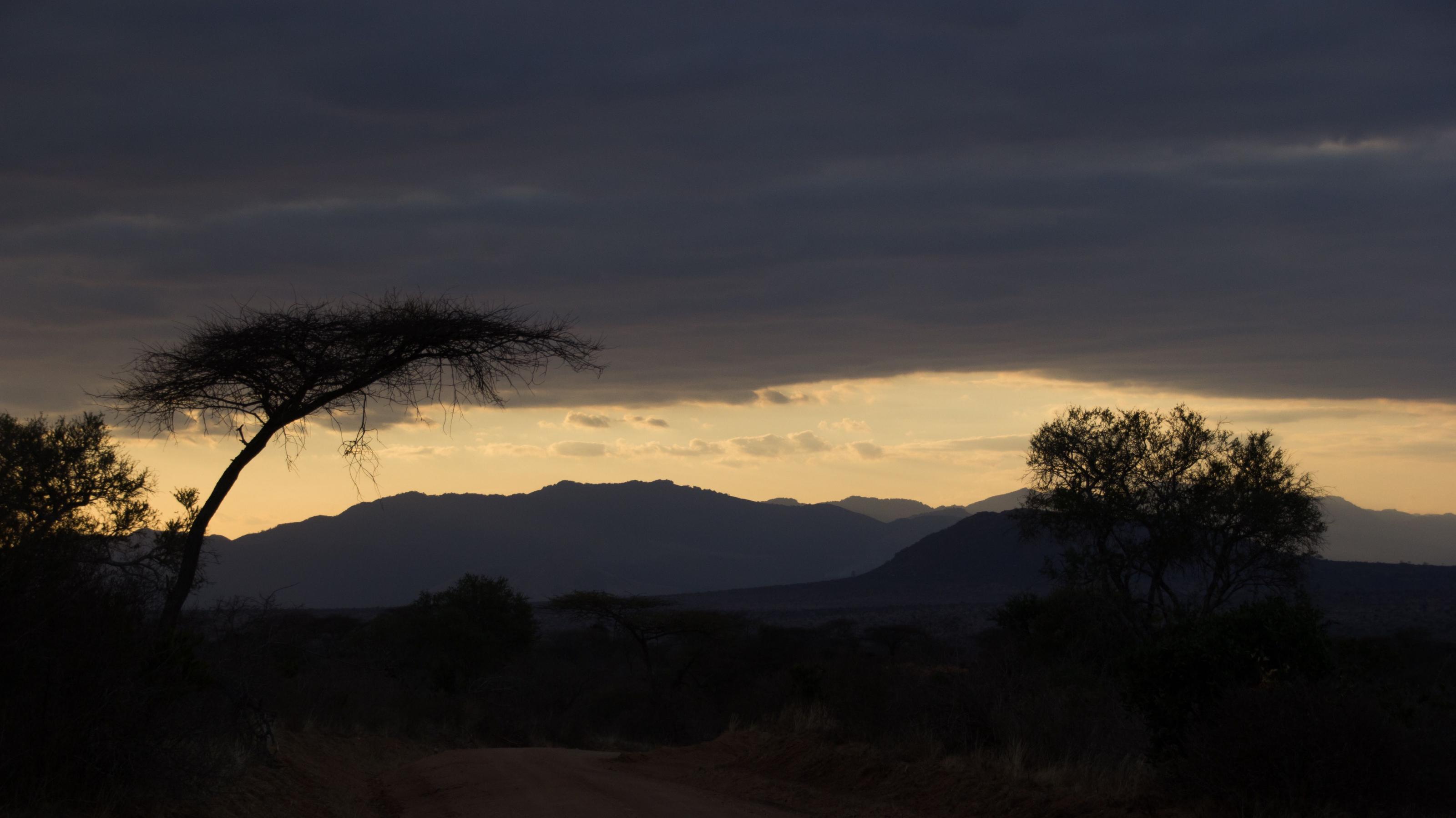 Ein Berg in Kenia im letzten Sonnenlicht. Davor stehen einige Schirmakazien.
