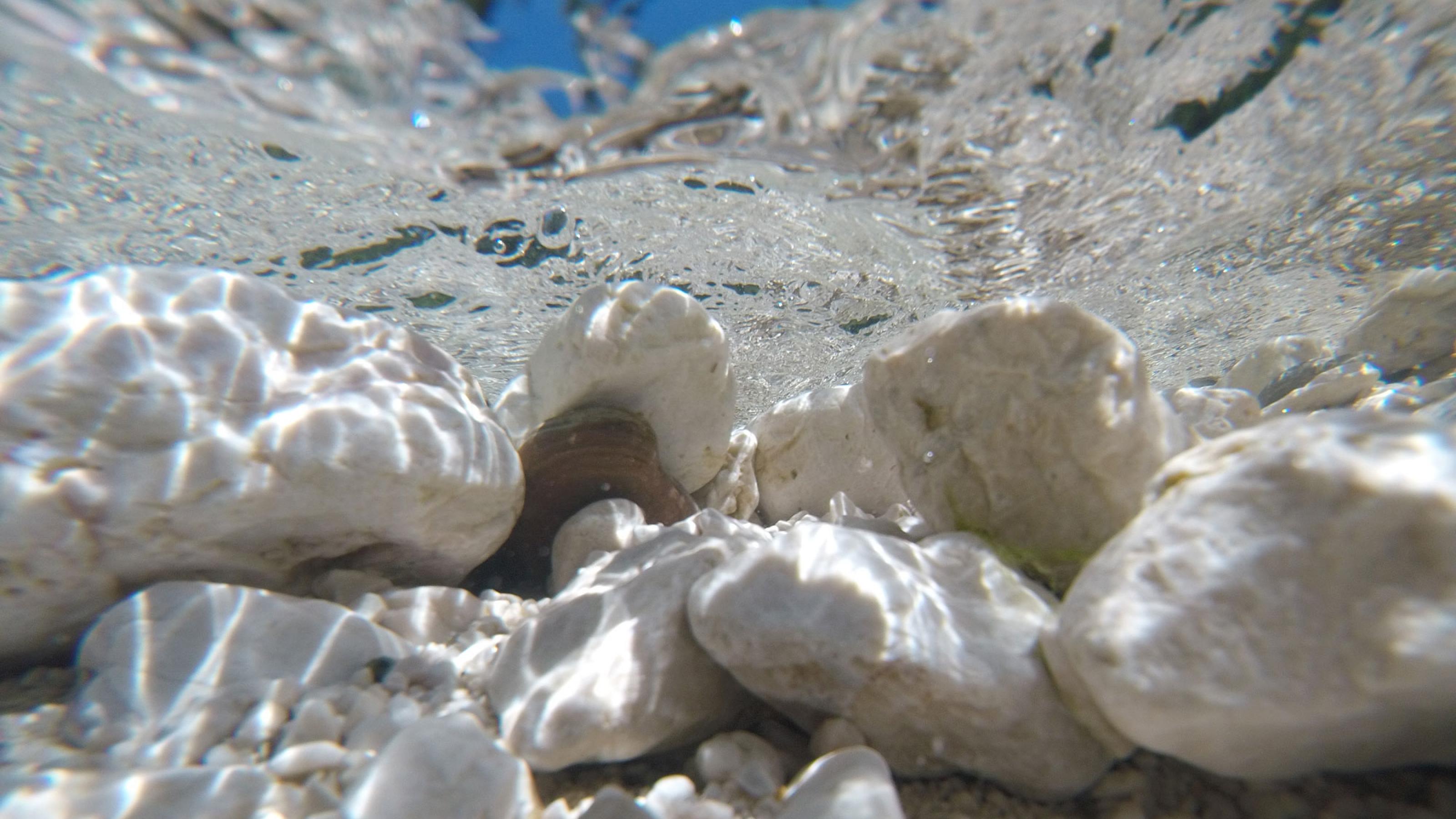 Unterwasseraufnahme aus einem Bach mit weißen Steinen. Durch die Oberfläche ist ein Stück blauer Himmel zu erkennen.
