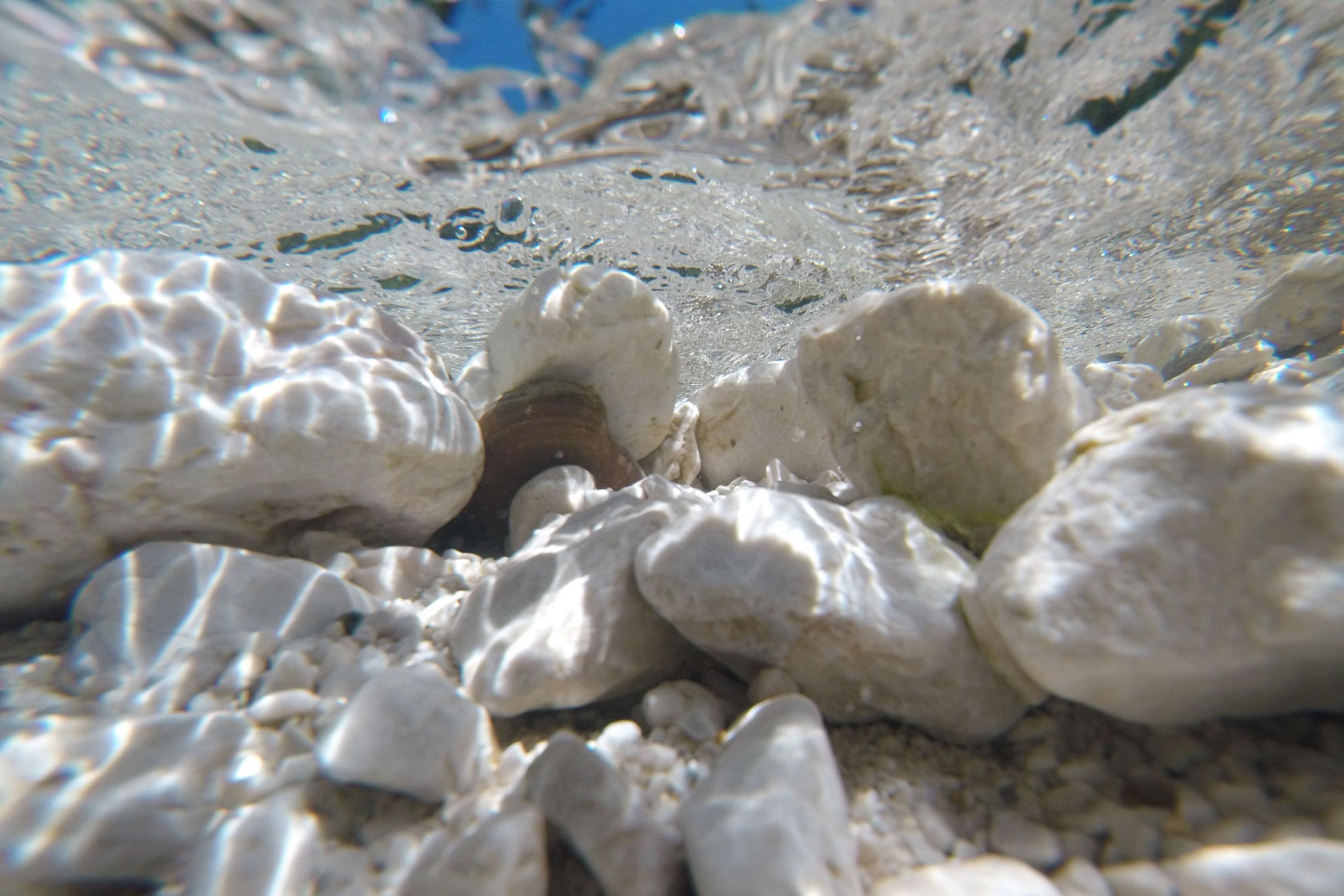 Unterwasseraufnahme aus einem Bach mit weißen Steinen. Durch die Oberfläche ist ein Stück blauer Himmel zu erkennen.