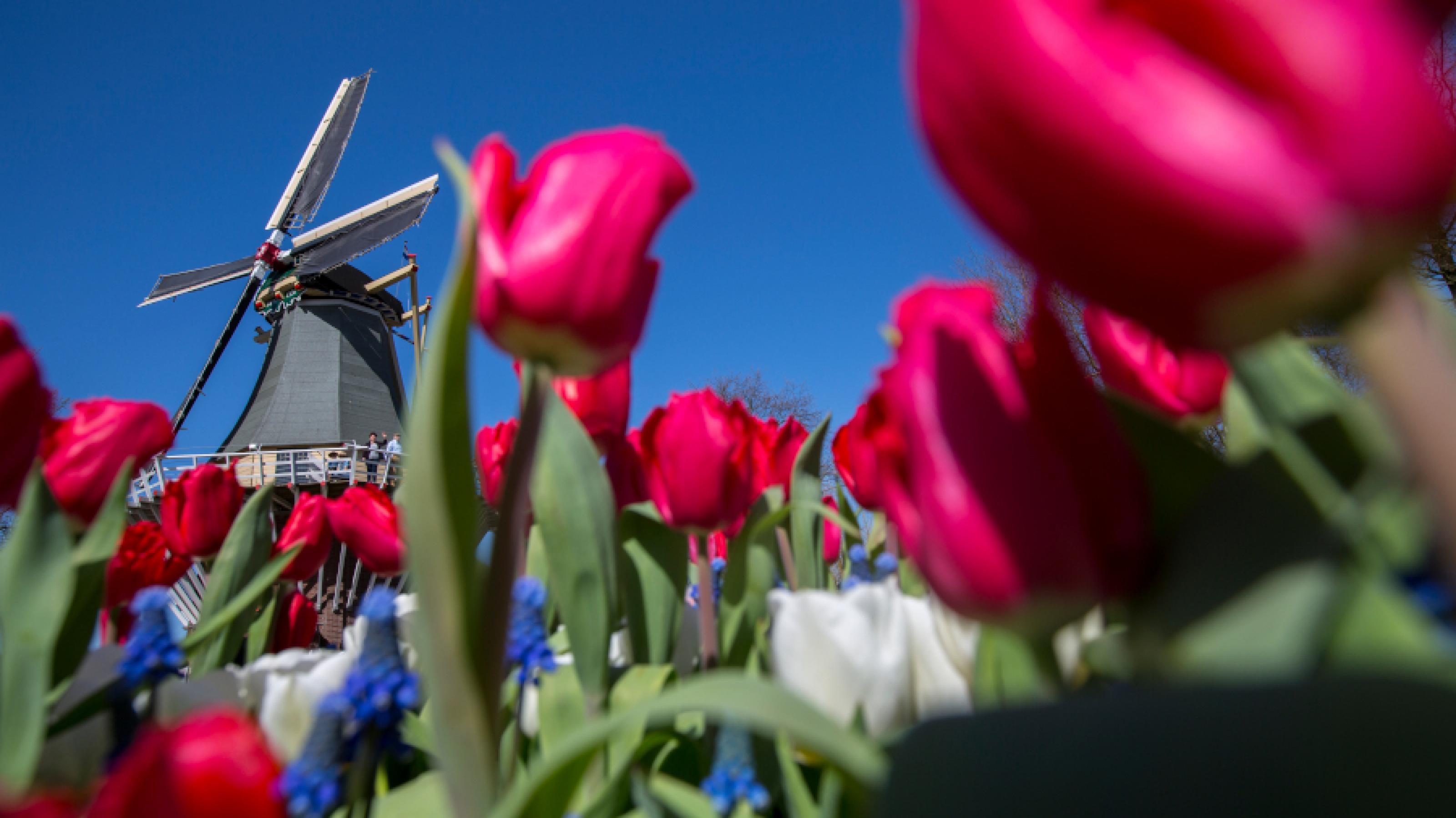 Ein Feld roter Tulpen aus Perspektive des Bodens fotografiert. Im Hintergrund eine Mühle und wolkenloser blauer Himmel.