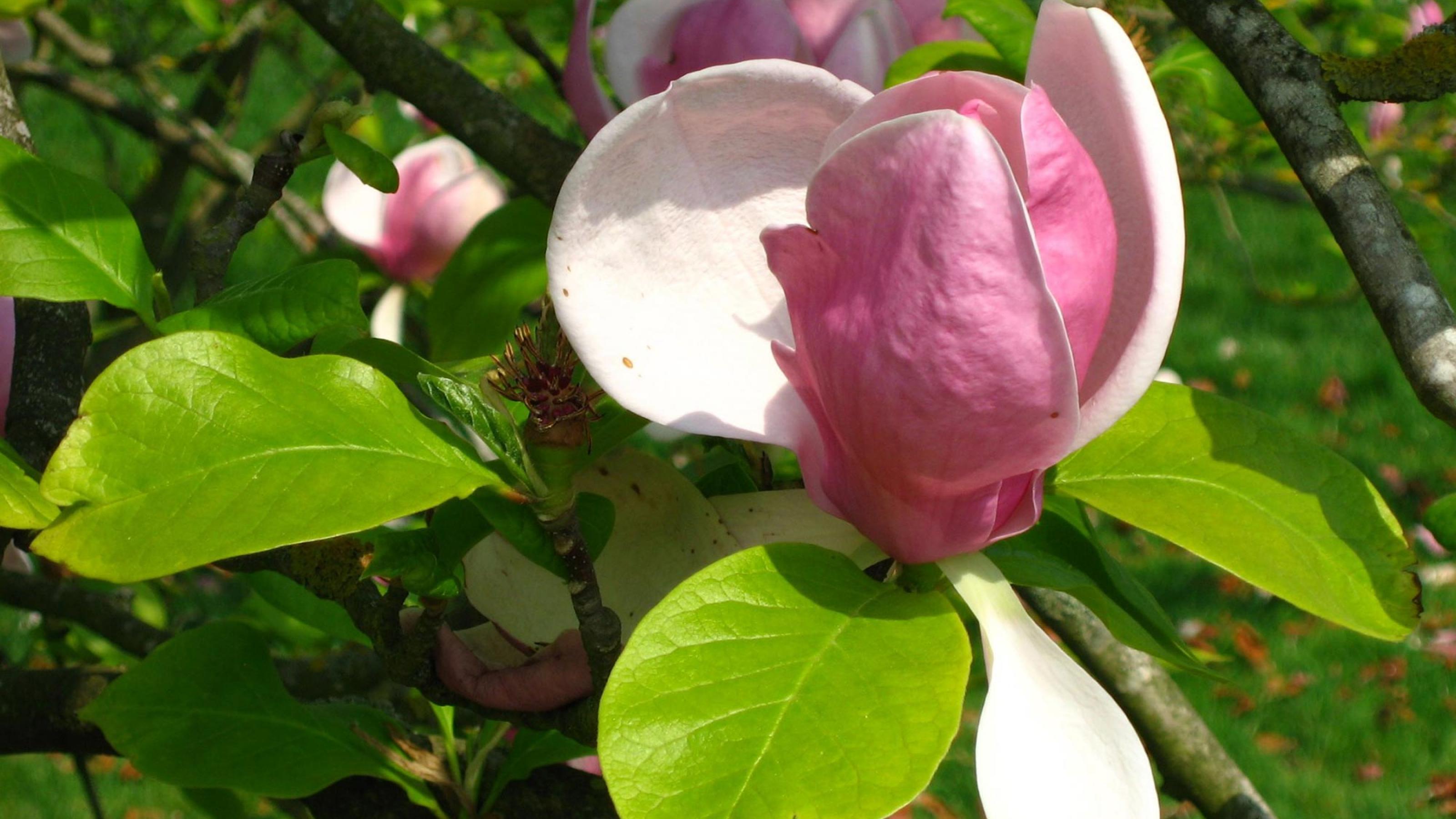 Nahaufnahme einer rosa-weißen Blüte in einem Baum mit festen grünen Blättern