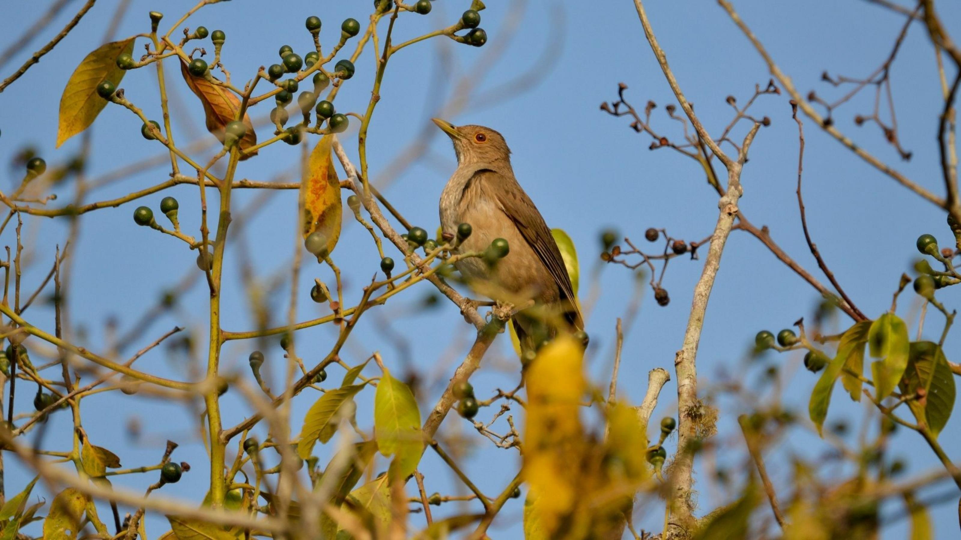 Ein brauner Vogel mit karamellfarbener Bauchseite mit weißen Sprengeln sitzt in einem Baum. Dieser trägt kaum Blätter, aber grüne Beeren.