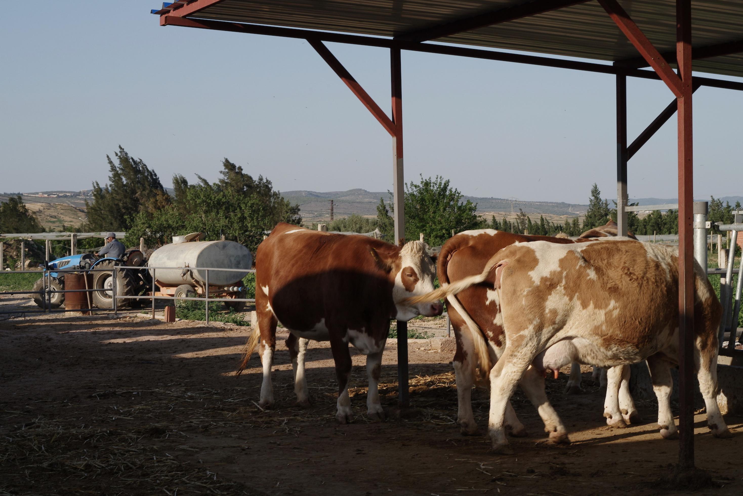 Kühe stehen in einem Auslauf vor einem Stall, im Hintergrund ein Traktor mit Gülle-Anhänger..