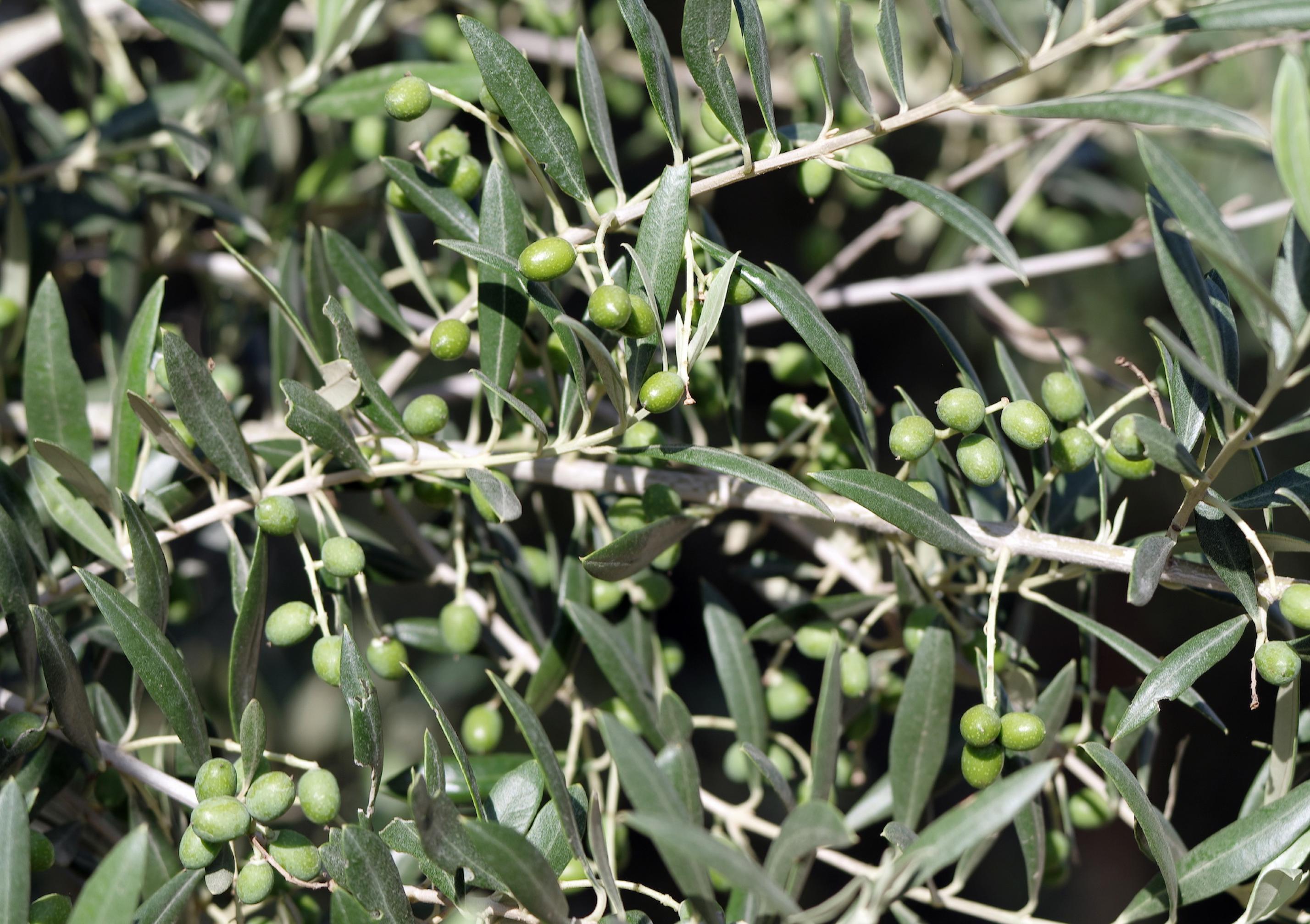 Blätter und Früchte eines Olivenbaums in Detailaufnahme