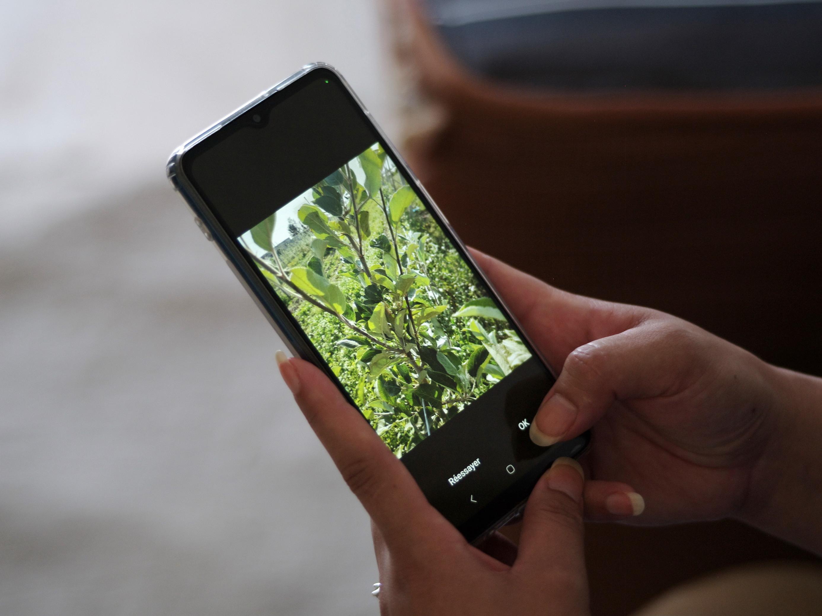 Handy mit Foto einer Pflanze