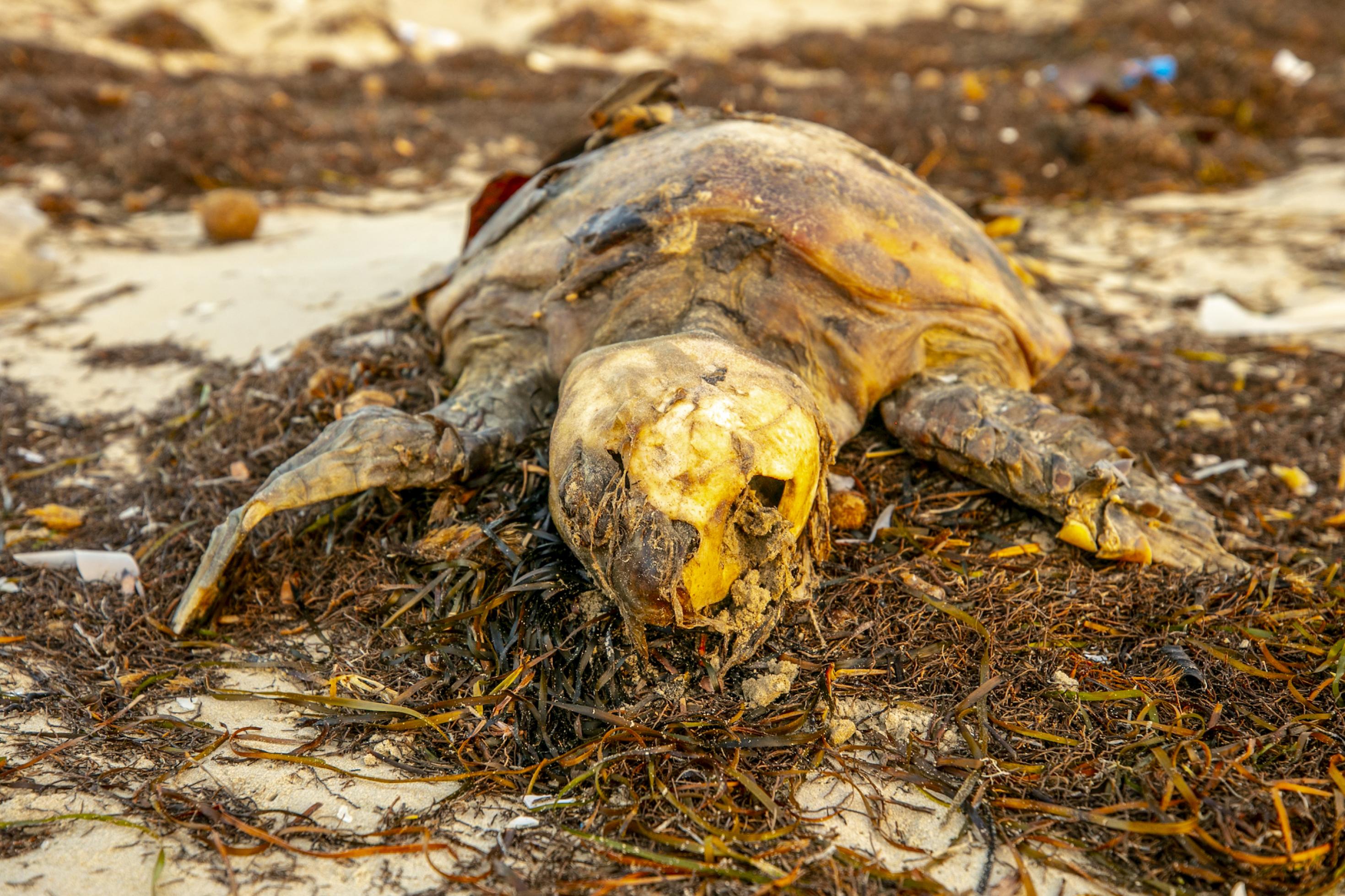Eine tote Meereschildkröte liegt am Strand