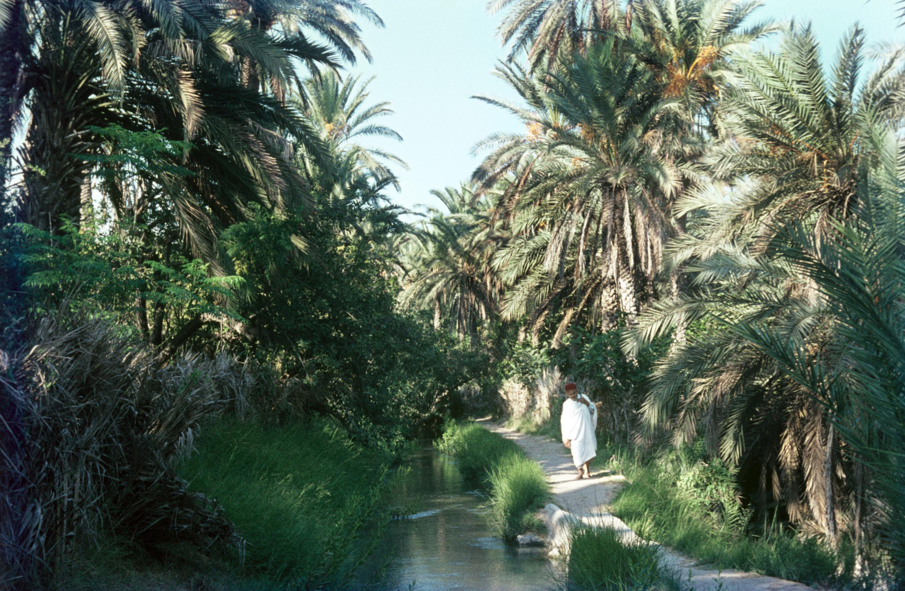 Ein Mann in traditioneller Kleidung geht am Rande eines Wasserlaufs durch eine grüne Oase