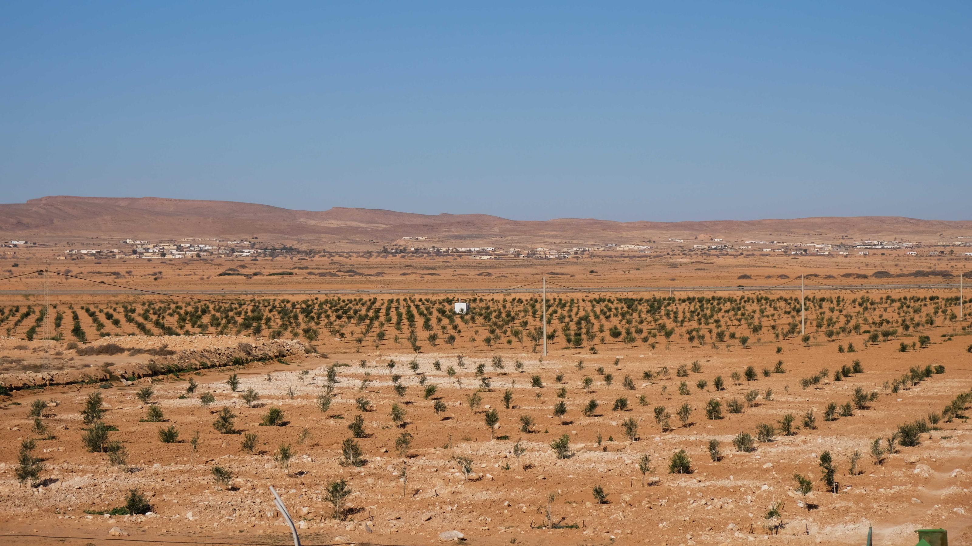 Ein großes Feld mit Olivenbäumen. Im Hintergrund führt eine Autobahn entlang, dahinter ist ockergelbes Brachland zu sehen.