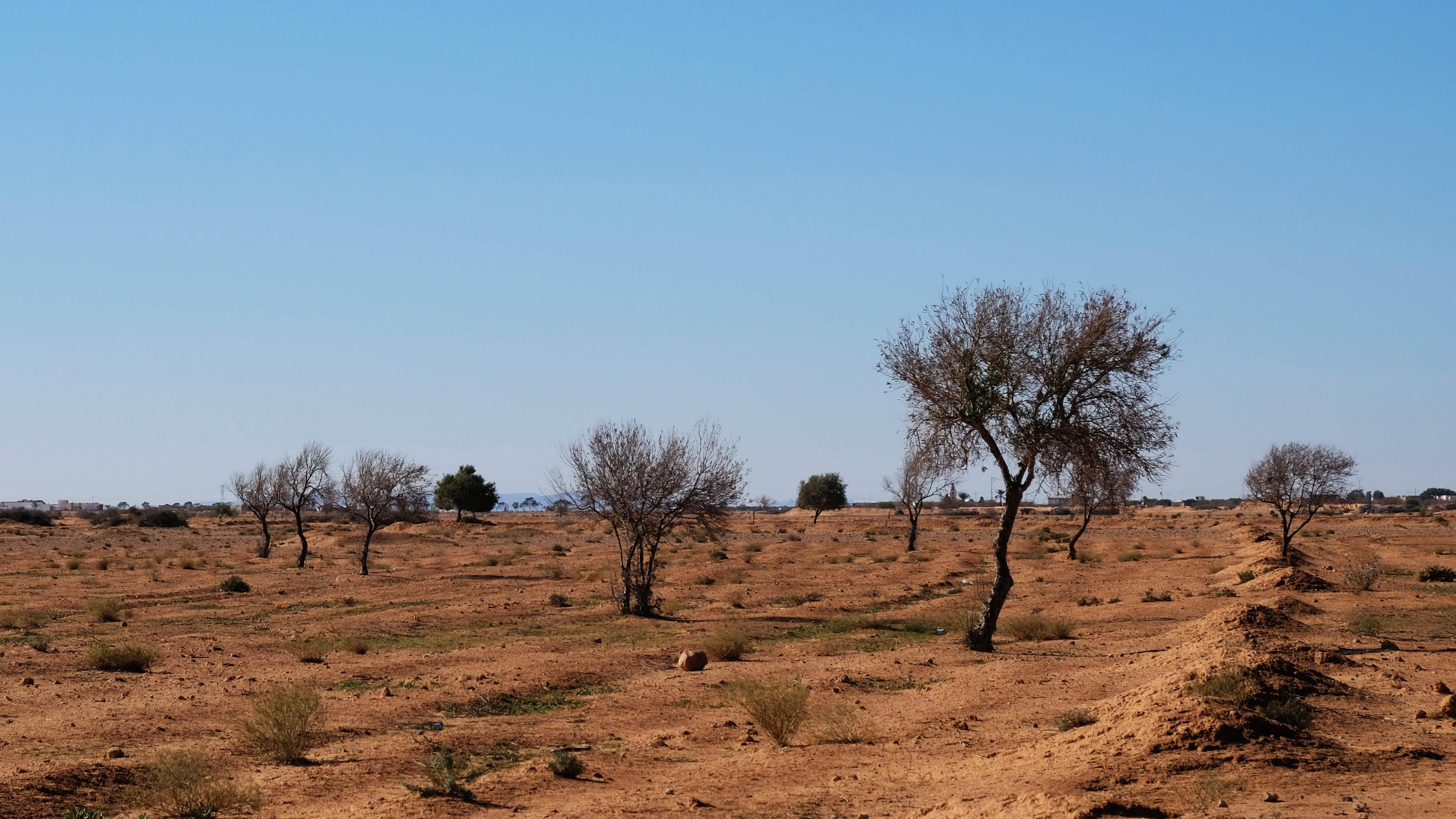 Vertrocknete Olivenbäume stehen auf einem Feld