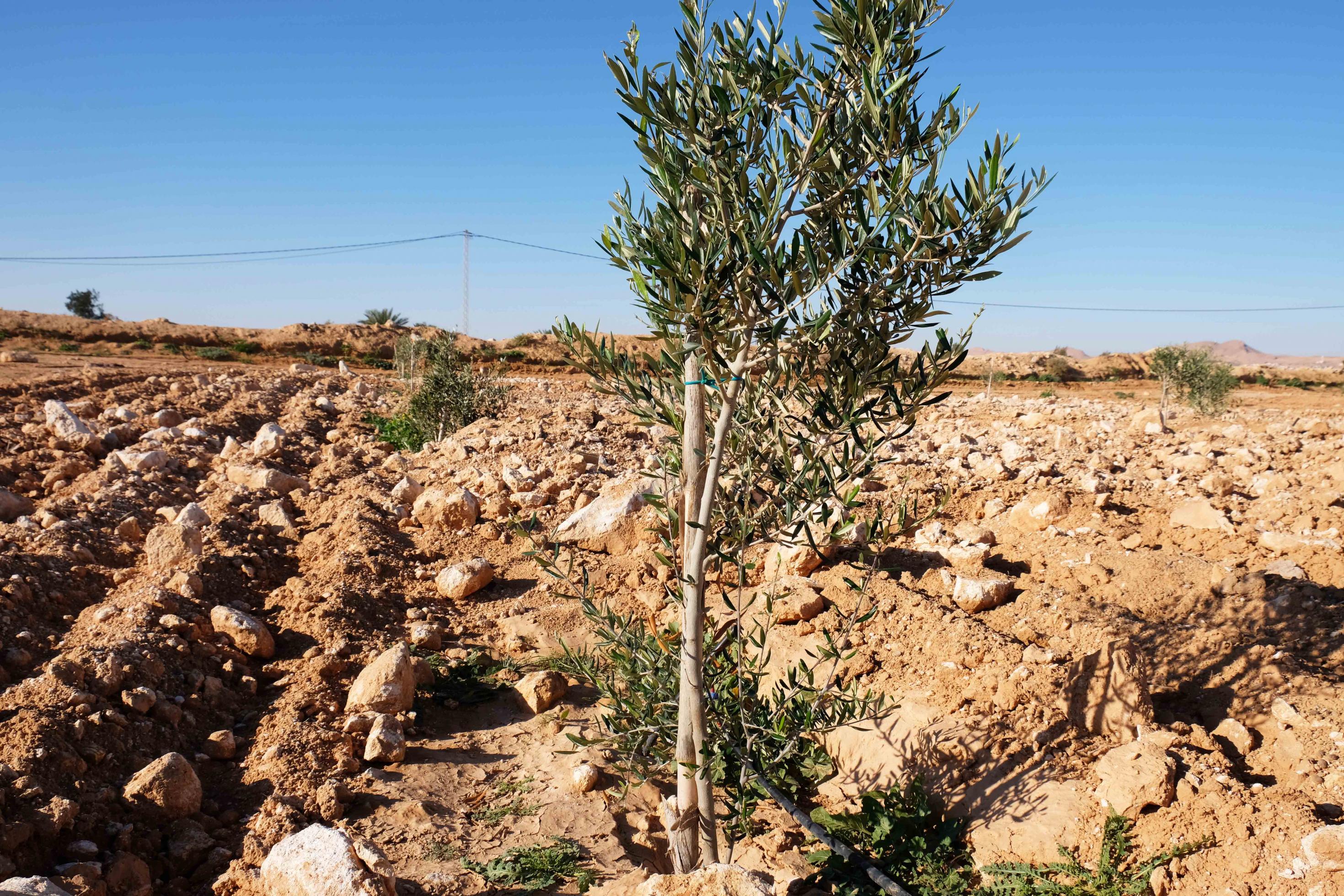 Ein junger Olivenbaum, der an einem Ast angebunden ist, damit er stabil und gerade wächst.