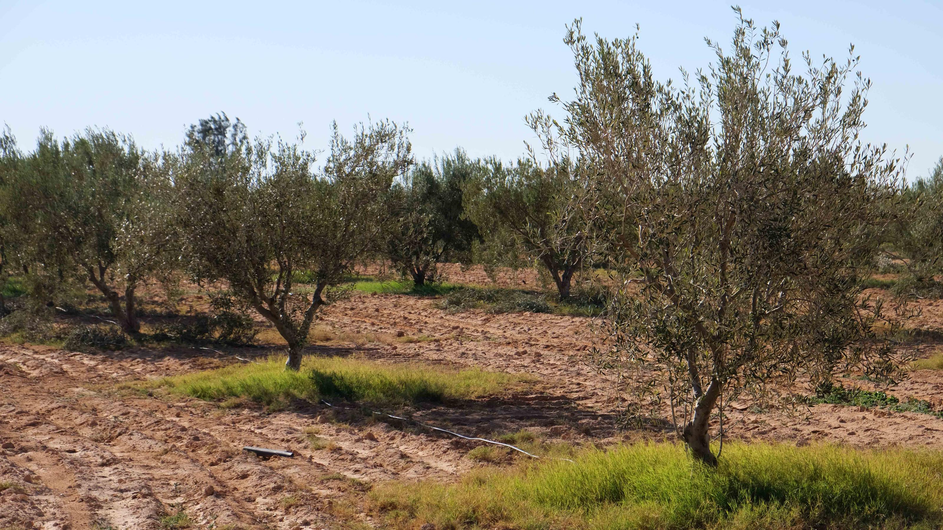 Rund vierzig Jahre alte Olivenbäume, mit fahl-grünen Blättern und leuchten grünem Unkraut am Fuß des Baumes