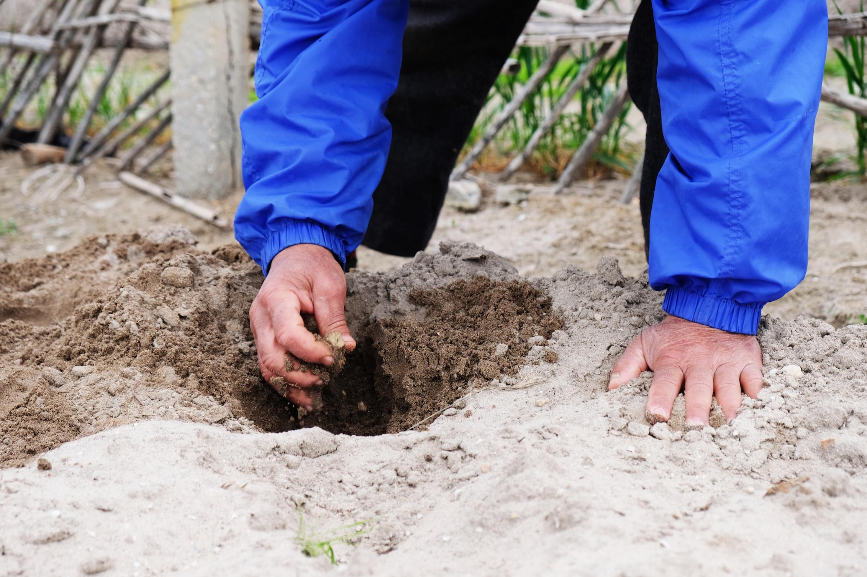 Eine Hand gräbt in einer Sandparzelle