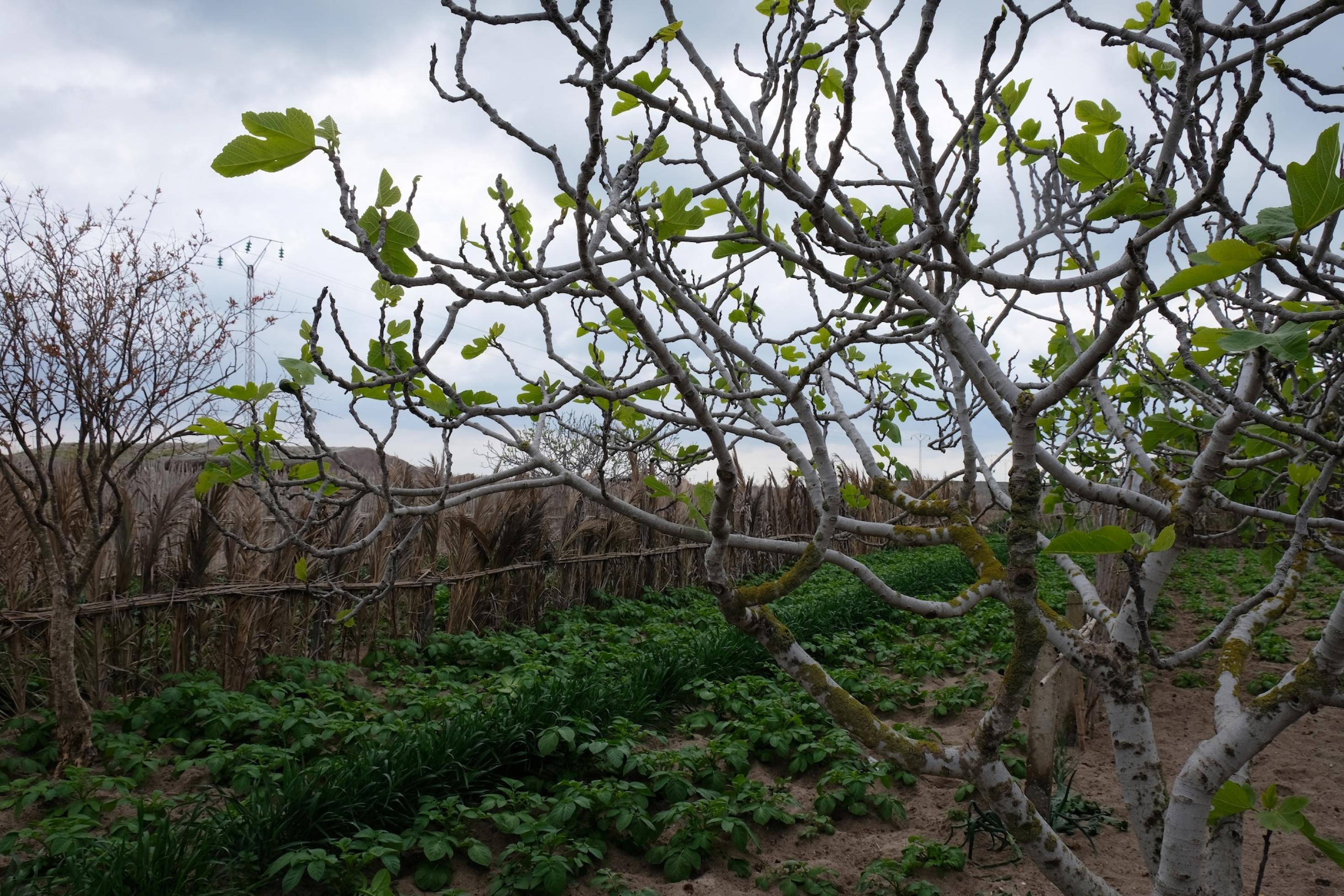 Im Vordergrund ein Feigenbaum mit kleinen grünen Blättern, im Hintergrund eine grüne Parzelle