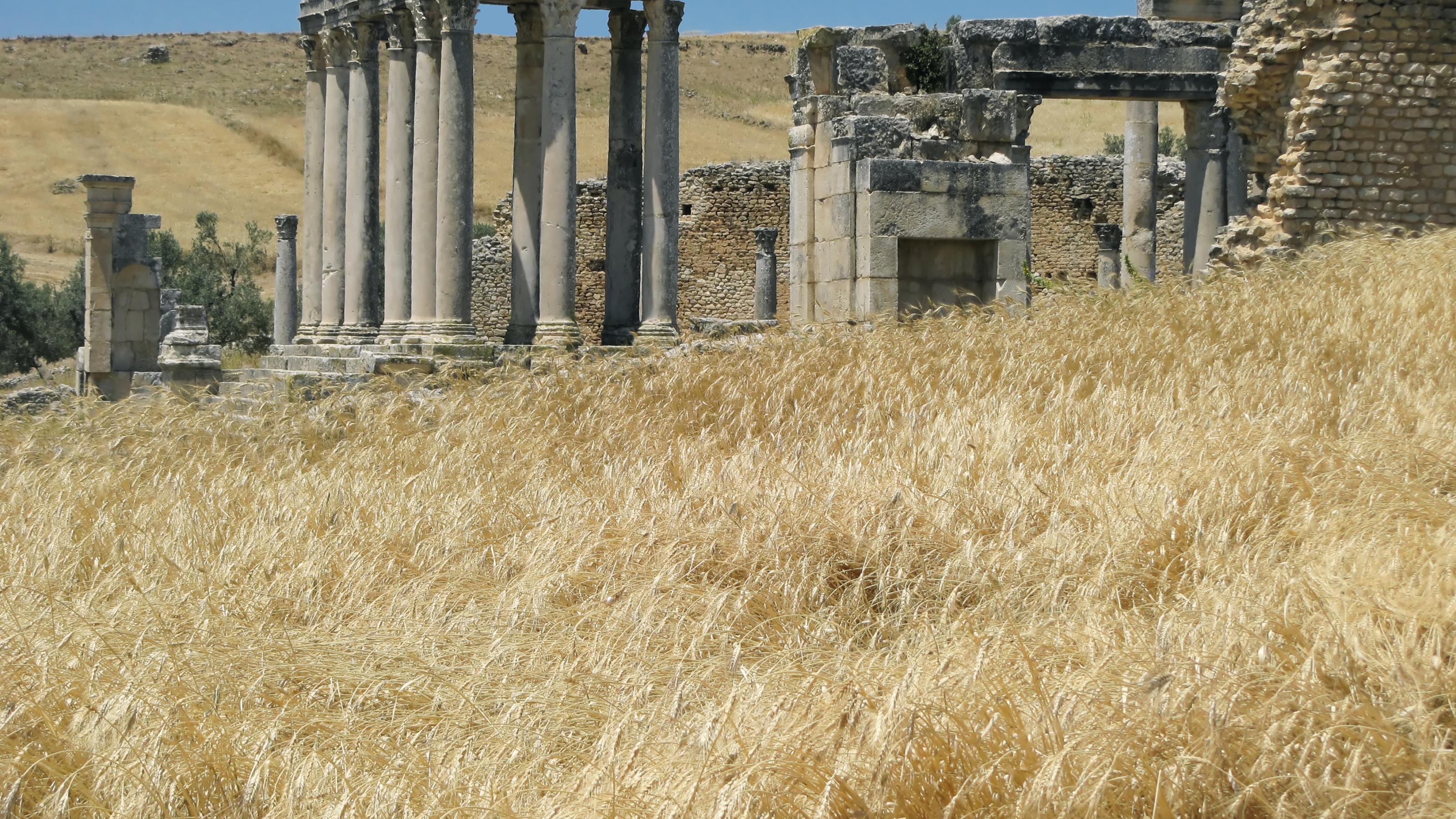 Die römischen Ruinen in Dougga, Tunesien, und ein Weizenfeld