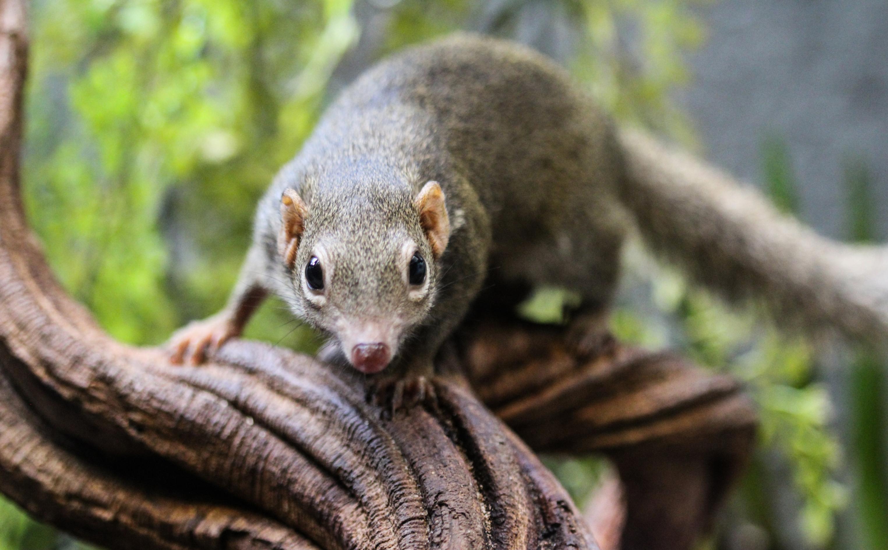 Ein Spitzhörnchen – das ein wenig aussieht wie eine Mischung zwischen grauem Eichhörnchen und Ratte – ist auf dem knorrigen Ast eines Baumes zu sehen und blickt mit seinen großen, seitlich am Kopf sitzenden Augen in die Kamera. So ähnlich wie dieses, auch Tupaia genannte Tier könnten die ersten Vertreter der Primaten vor mehr als 65 Millionen Jahren ausgesehen haben.