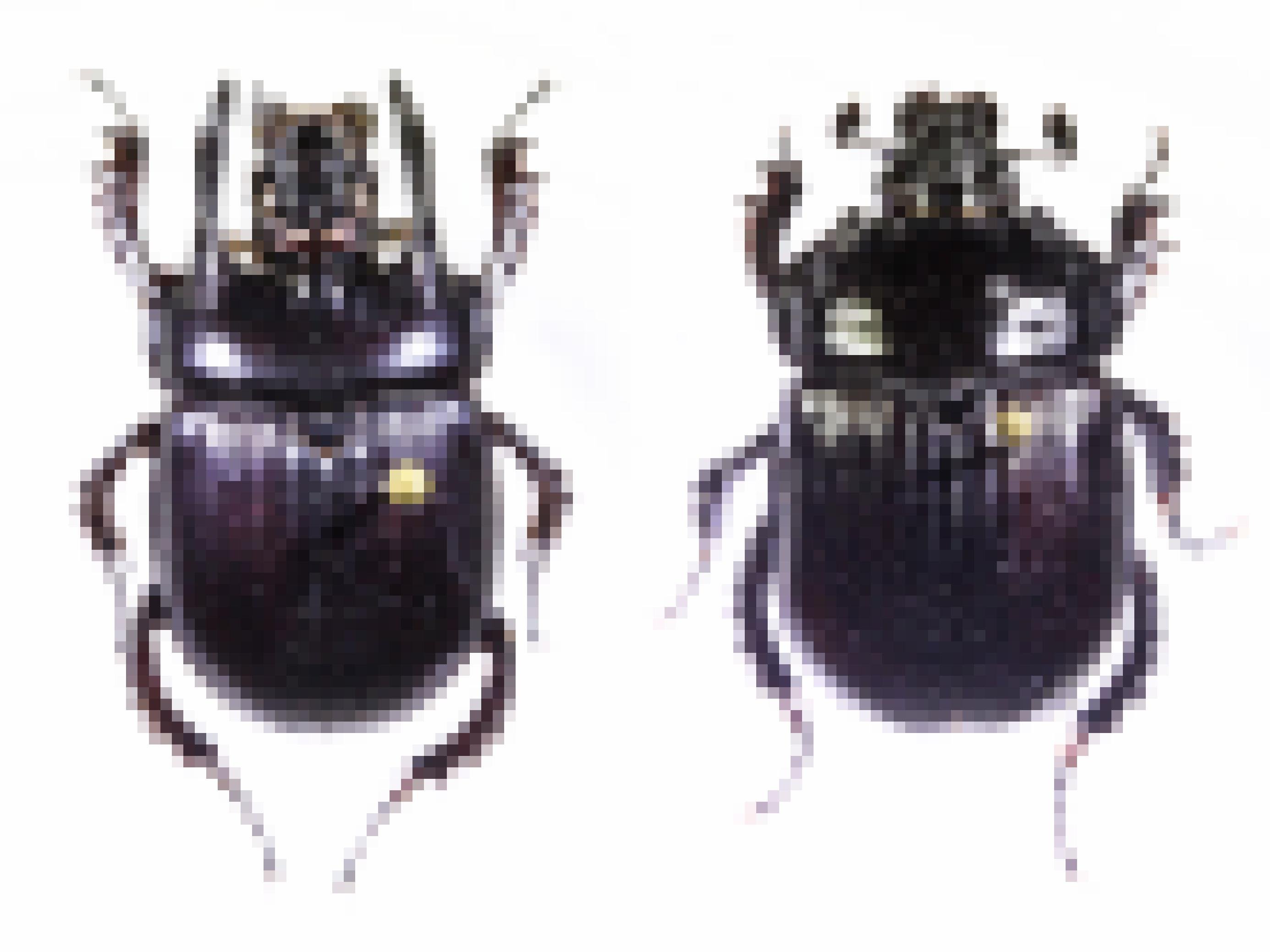 Zwei schwarze Käfer vor weißem Hintergrund
