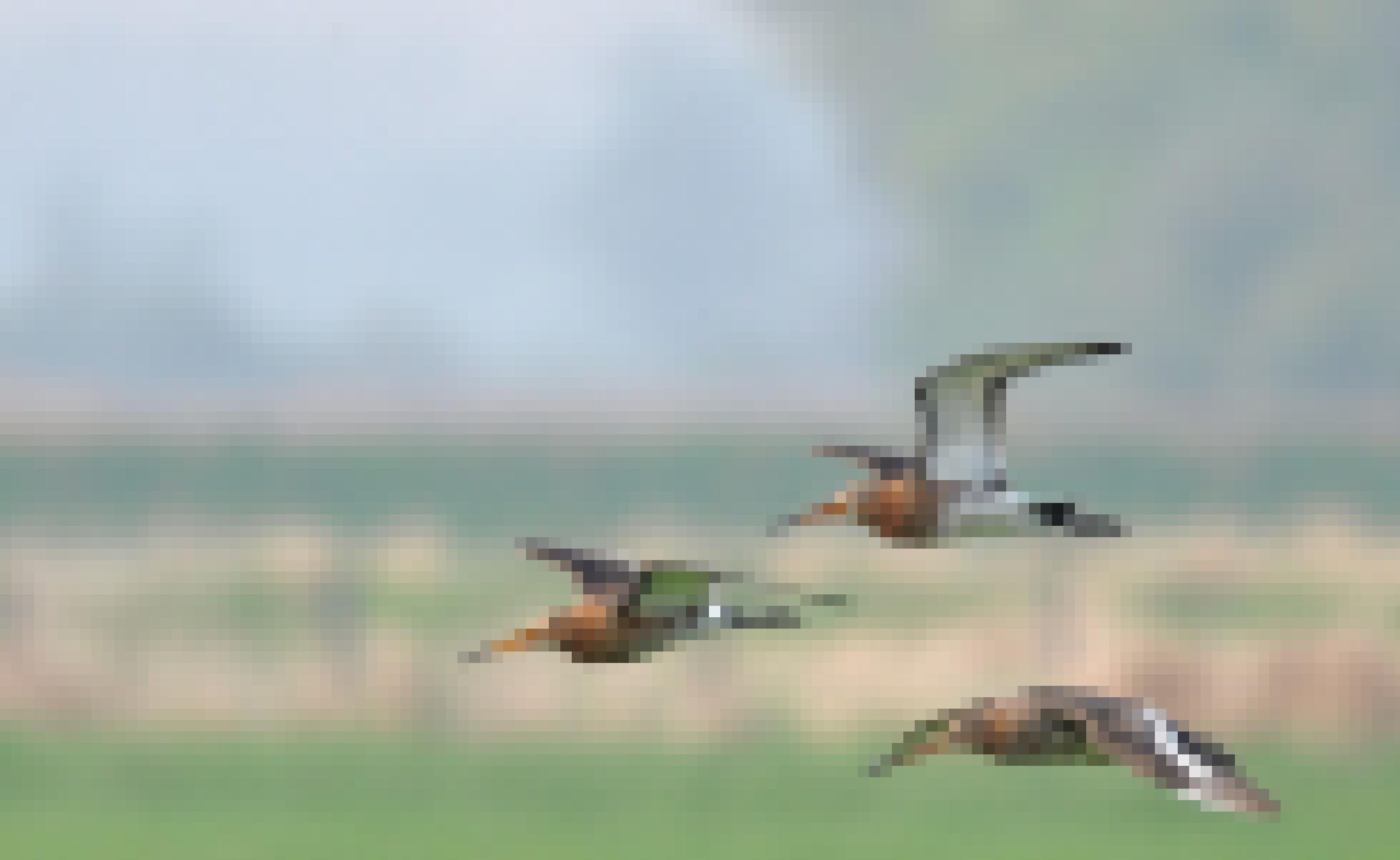 Drei Uferschnepfen fliegen über ein Moor.