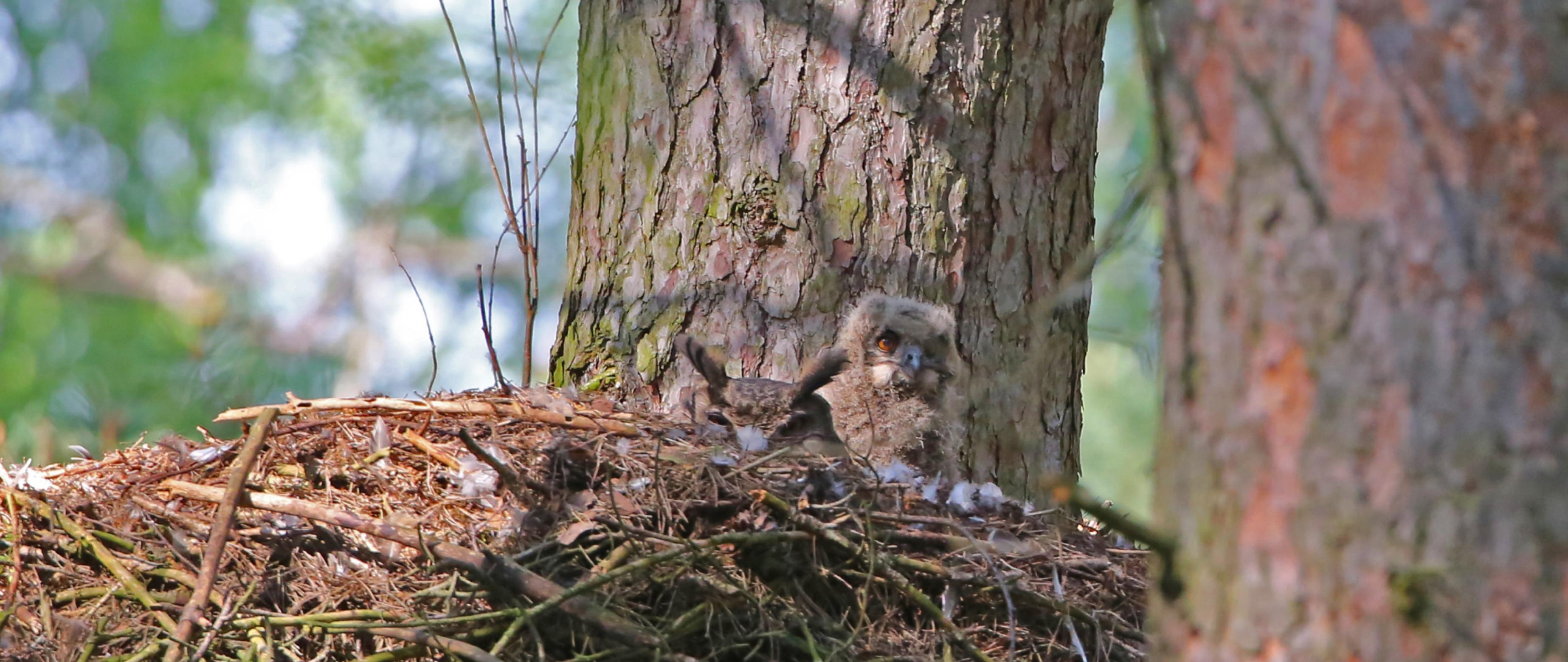 Ein Uhu blickt mit seinem Jungvogel aus dem Nest in einem Schwarzstorchhorst