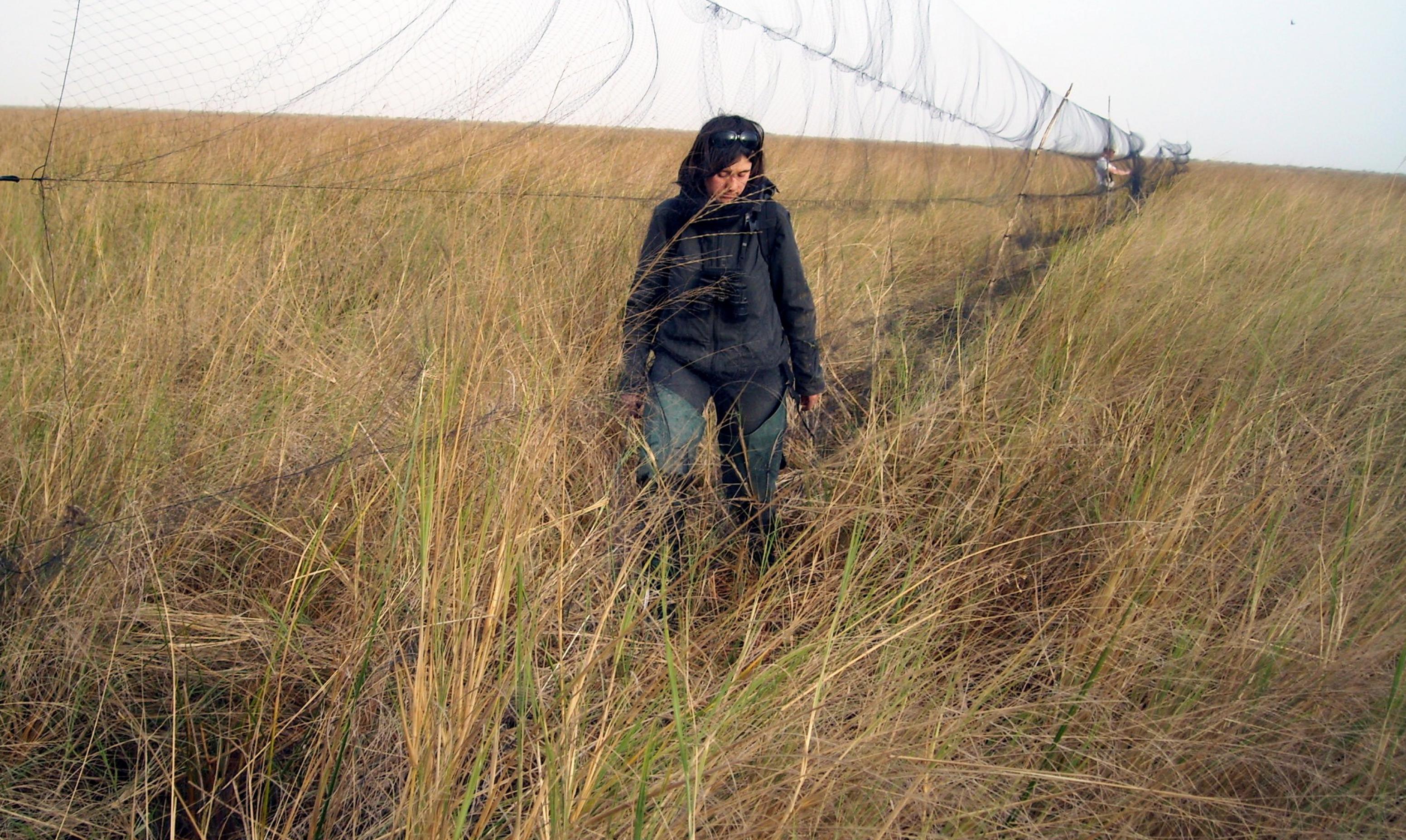 Franziska Tanneberger läuft in einem Schilfgürtel entlang eines langen Netzes zum Vogelfang