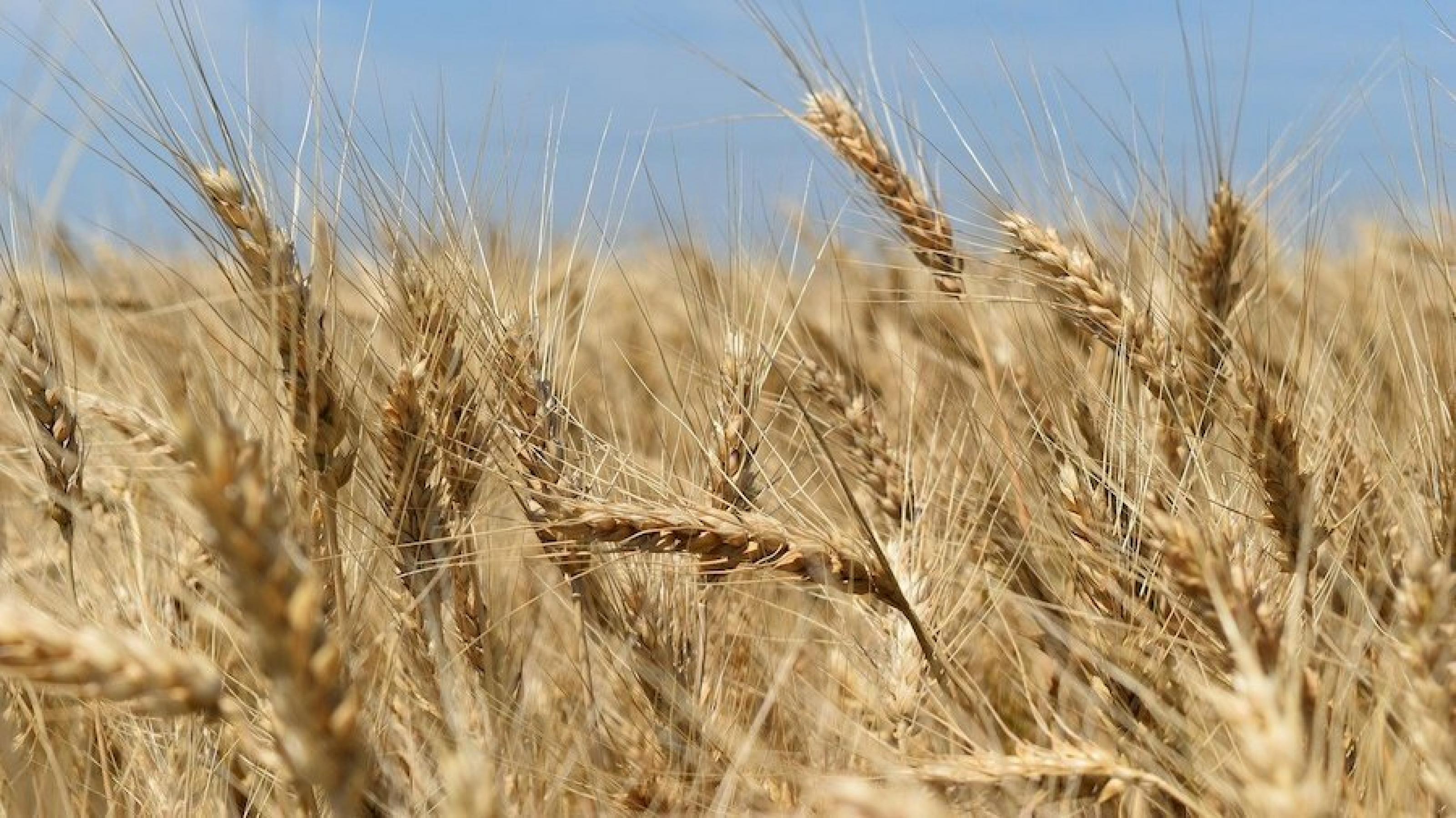 Weizenfelder verweisen darauf, dass das Korn in Afrika knapp werden kann.