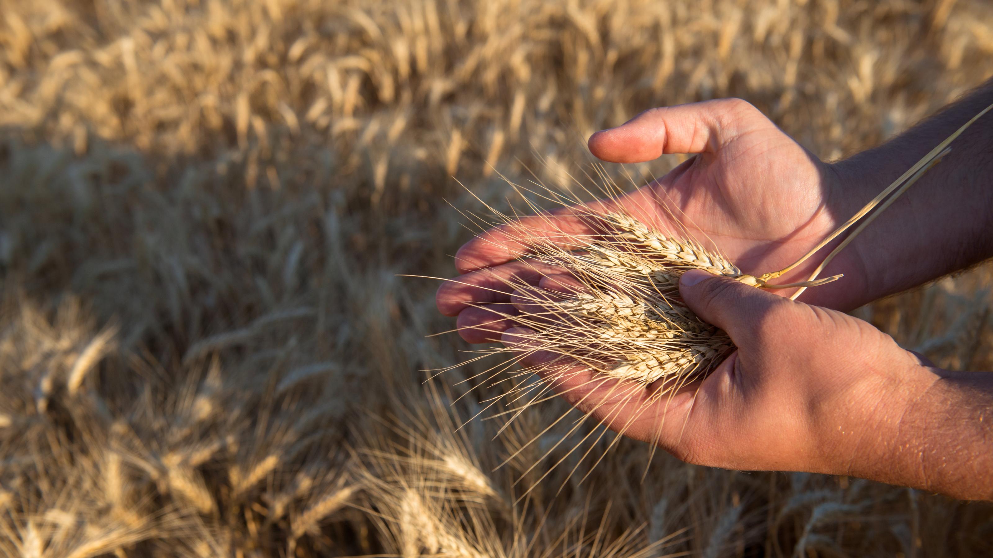 Ein Bauer hält Getreide in seiner Hand. Auf der ganzen Welt sind Länder von Getreide aus der Ukraine abhängig.