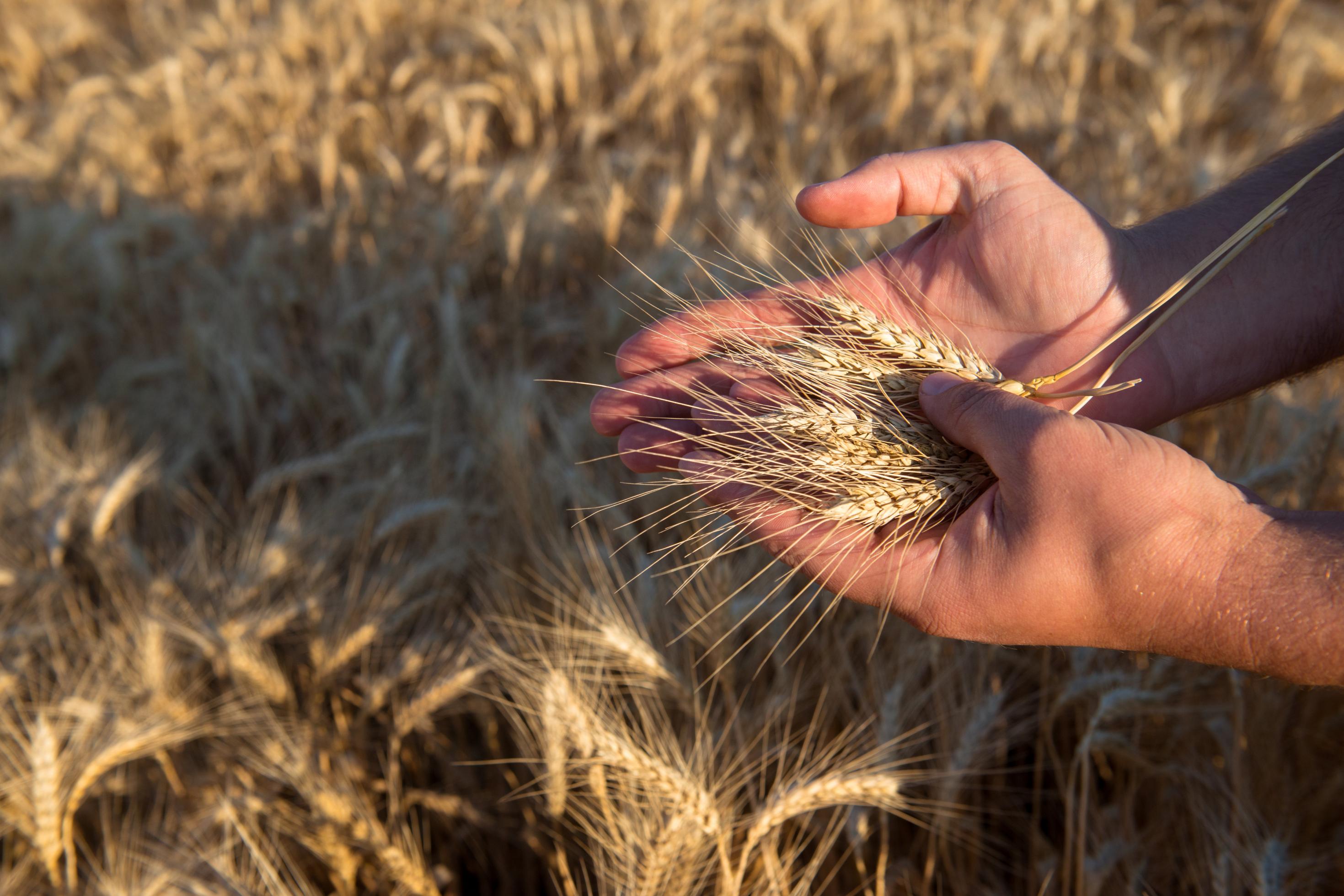 Ein Bauer hält Getreide in seiner Hand. Auf der ganzen Welt sind Länder von Getreide aus der Ukraine abhängig.