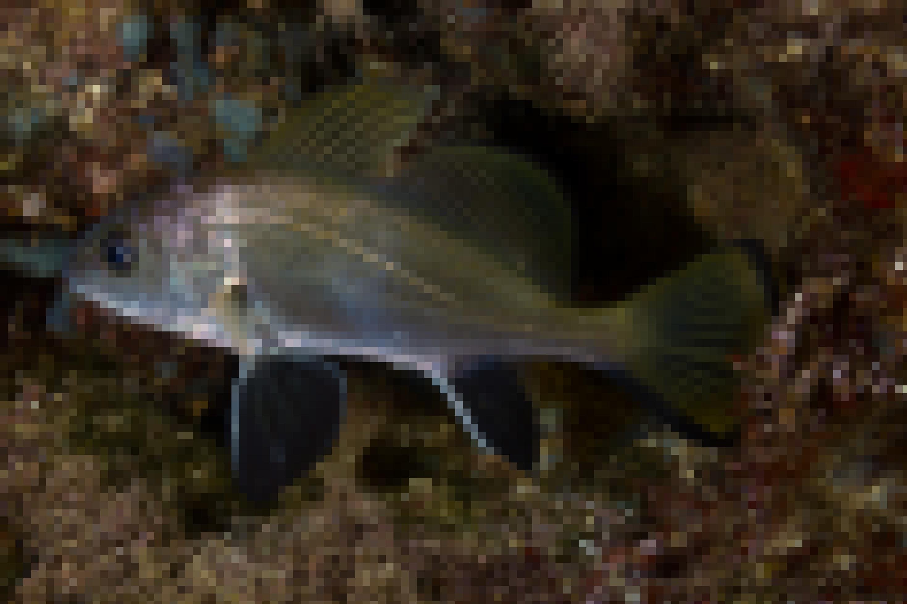 Ein silbrig-glänzender Fisch, der Geräusche machen kann