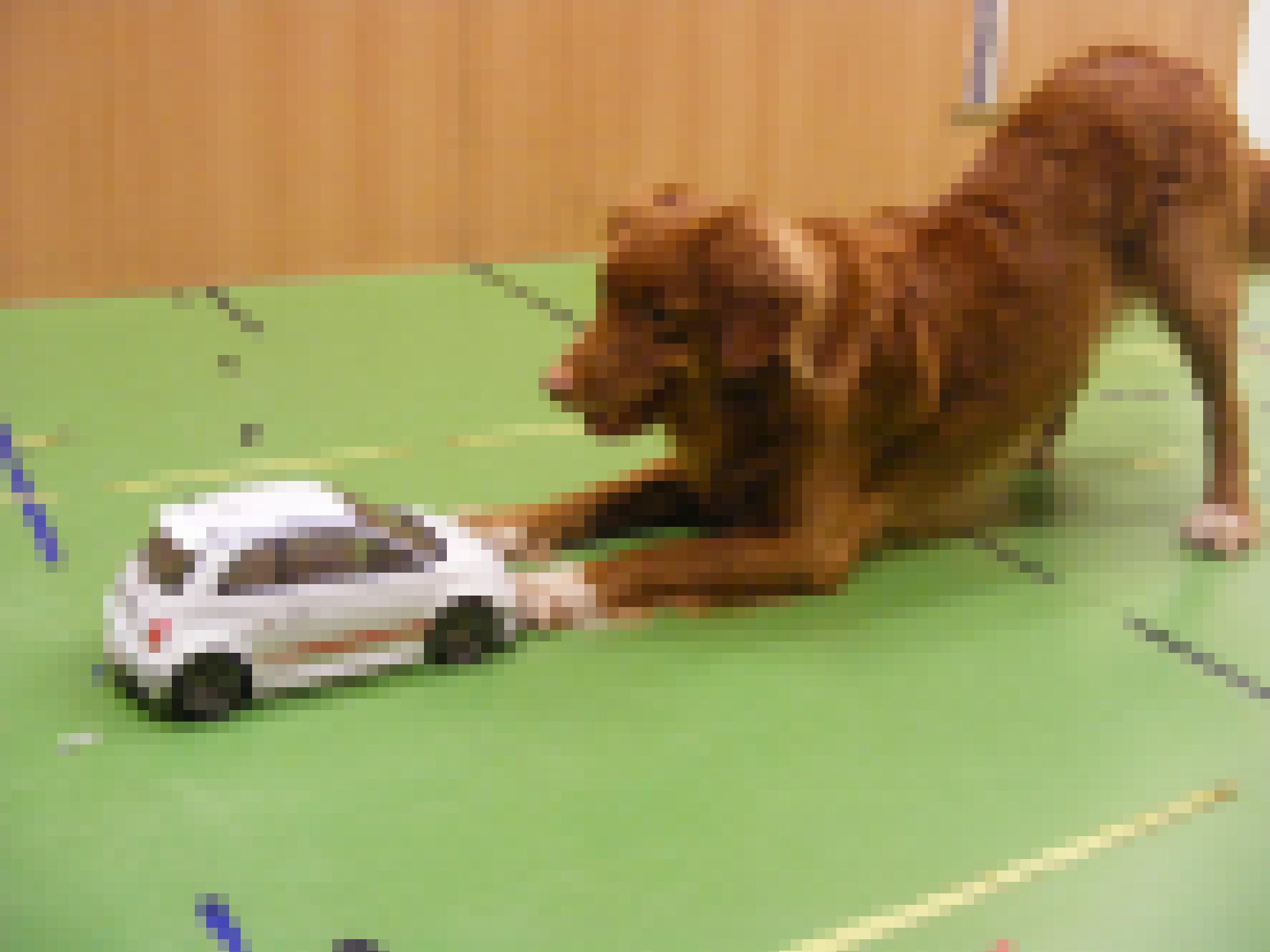 Ein Hund mit rotem Fell beugt seinen Oberkörper vor einem Spielzeugauto