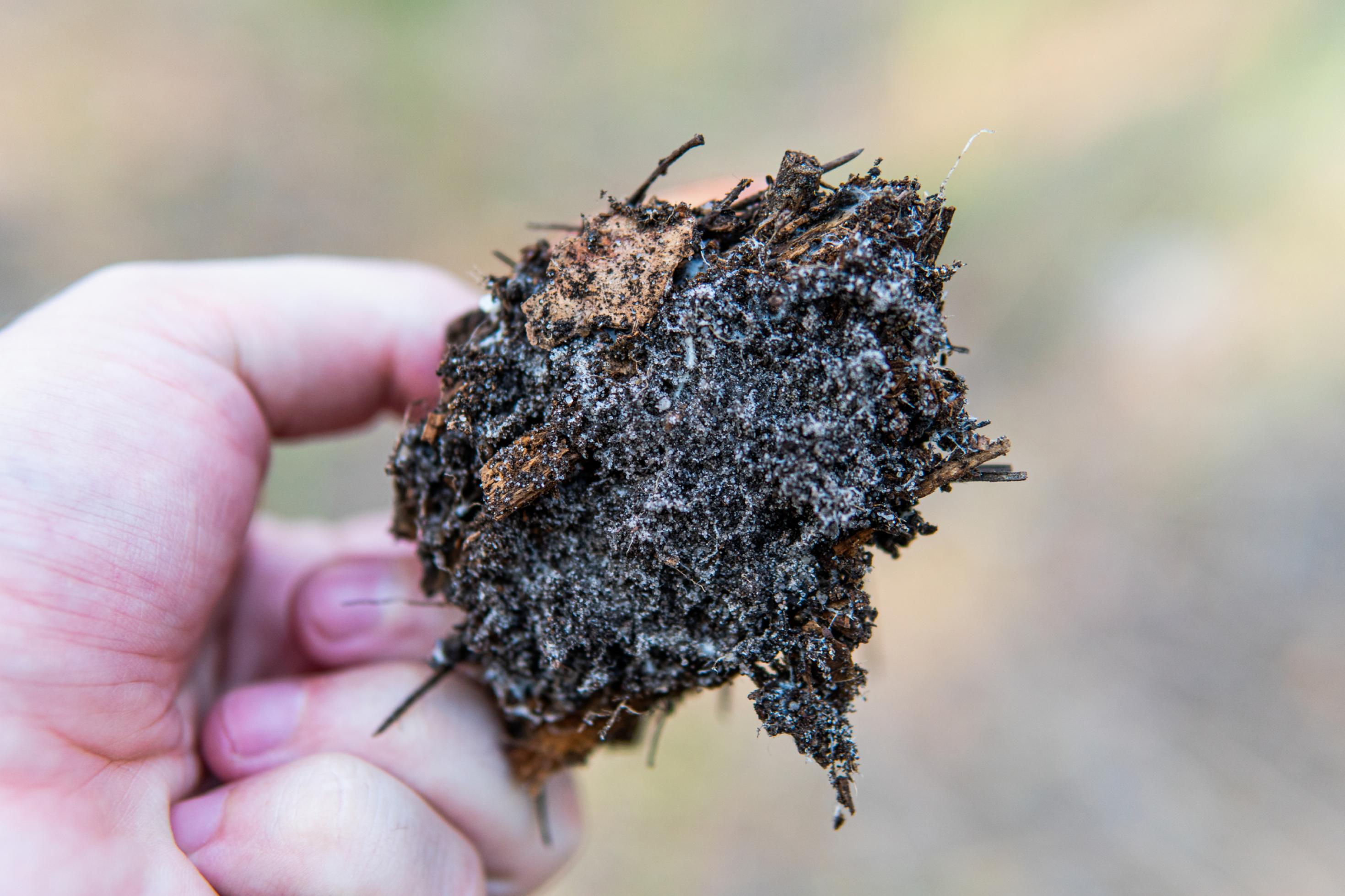 Hand hält Stück Waldboden mit weißen Fäden.