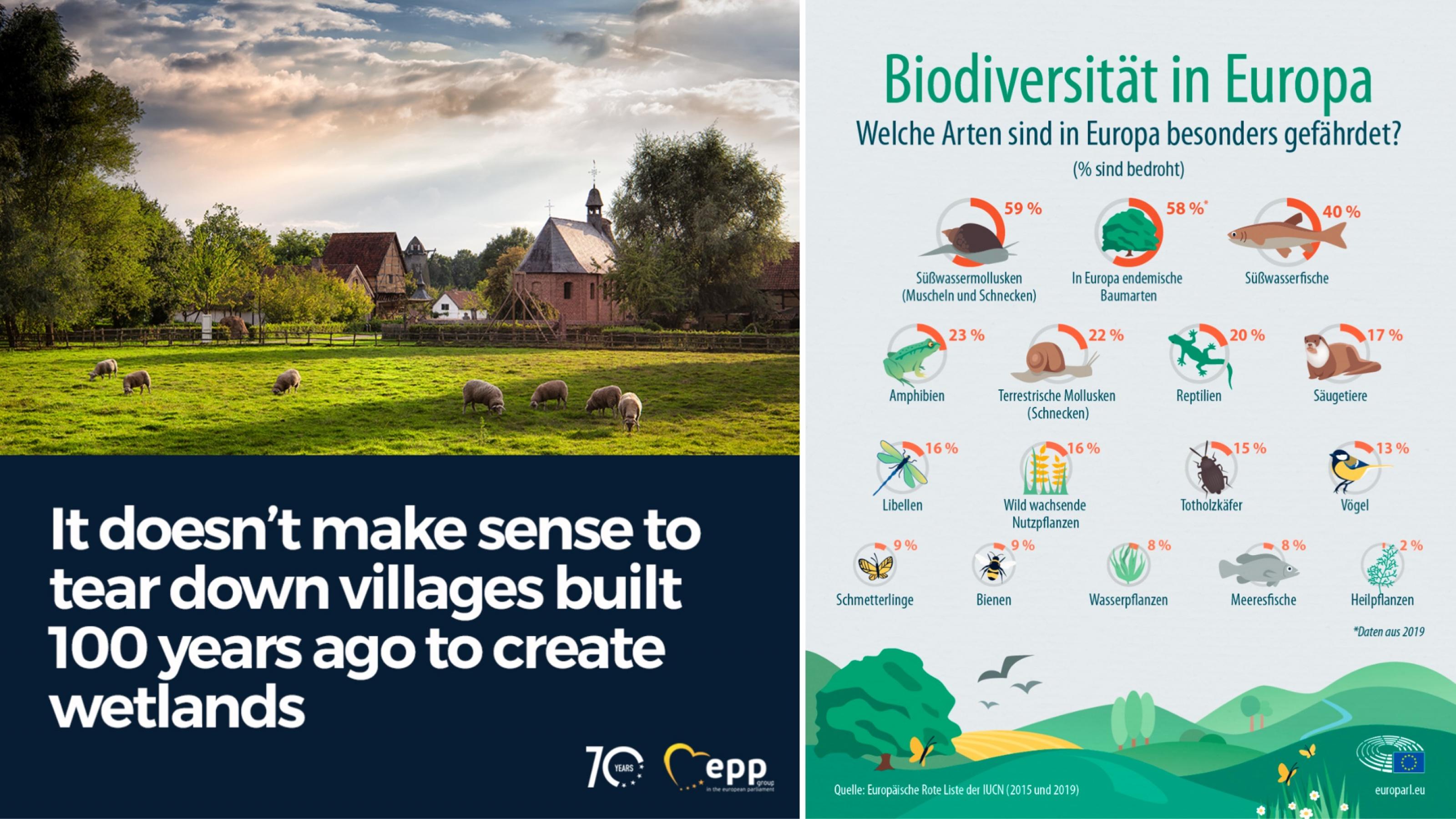 Links eine Kachel der EVP, auf der ein idyllisches Dorf zu sehen ist mit dem Satz, dass man solche Dörfer nicht für die Wiedervernässung von Feuchtgebieten zerstören dürfe. Rechts Übersicht der gefährdeten Artengruppen Europas.