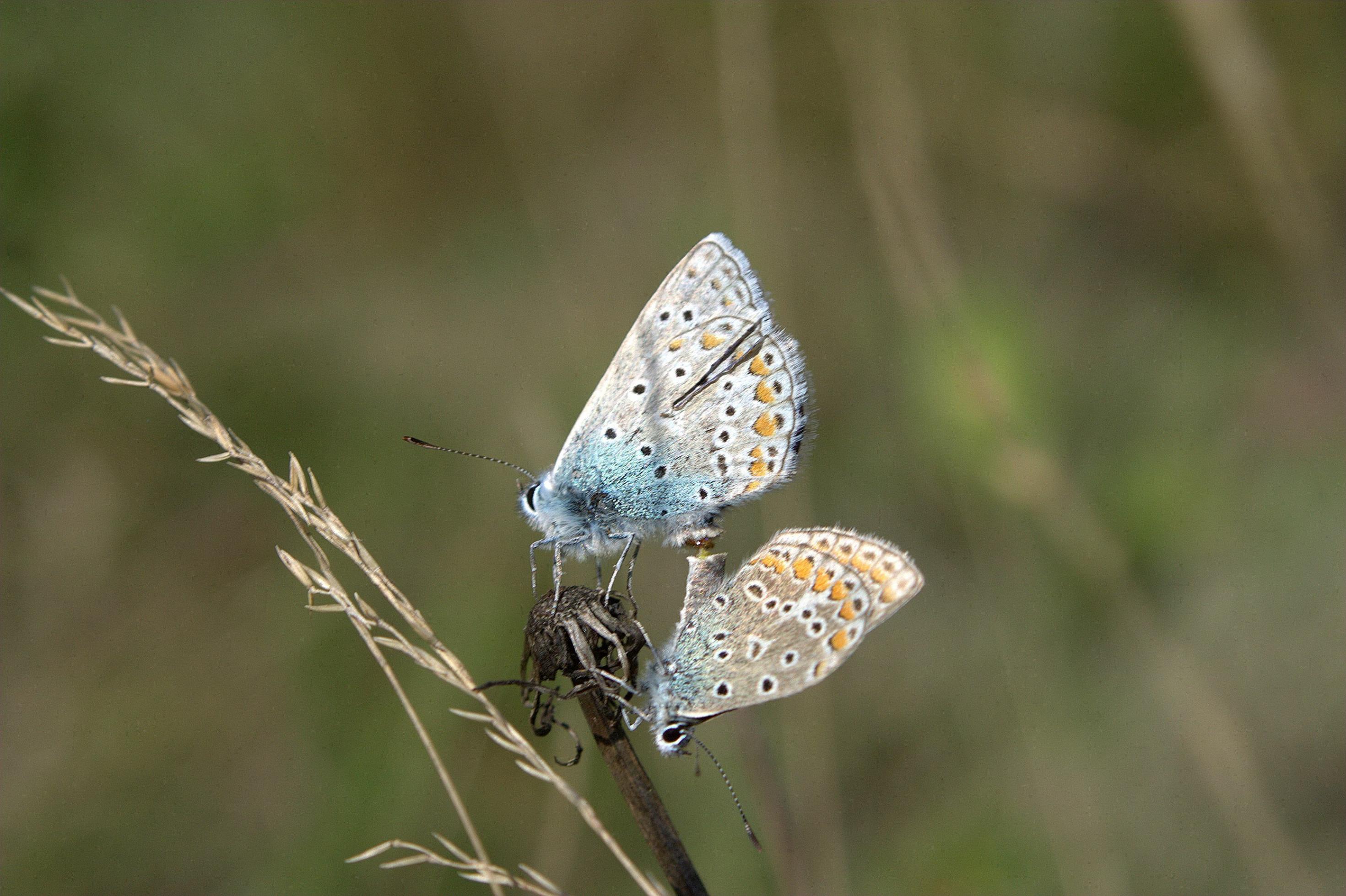 Ein Schmetterling – ein Bläuling – sitzt auf einem trockenen Halm.