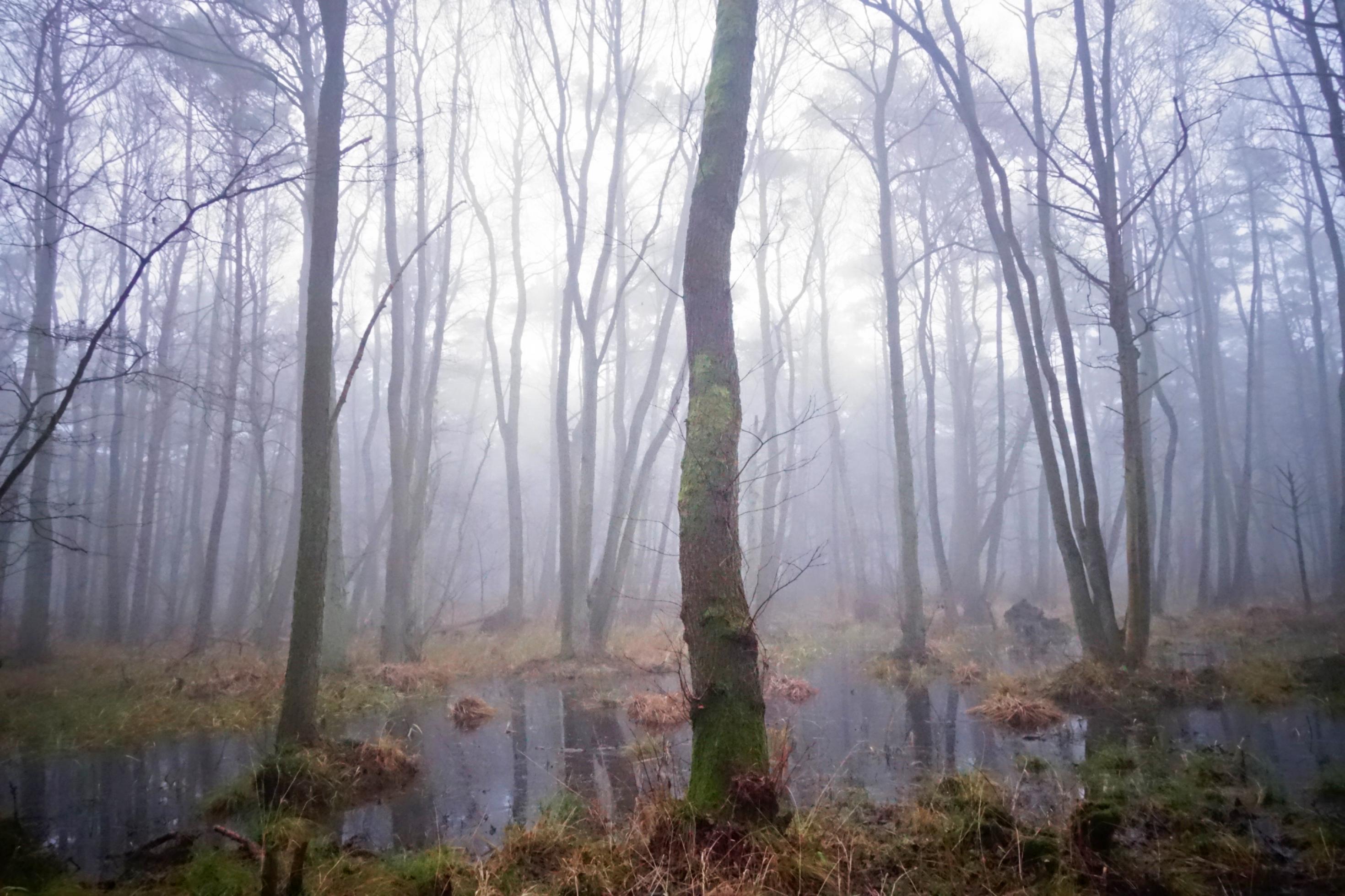 Ein Moorbruchwald im Nebel