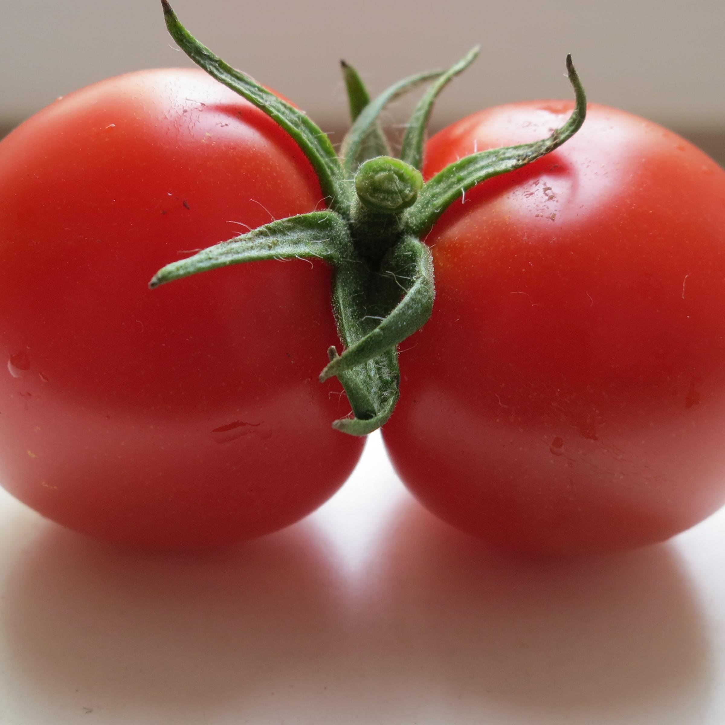 Eine rote Tomate, die aus zwei zusammengewachsenen Früchten besteht.