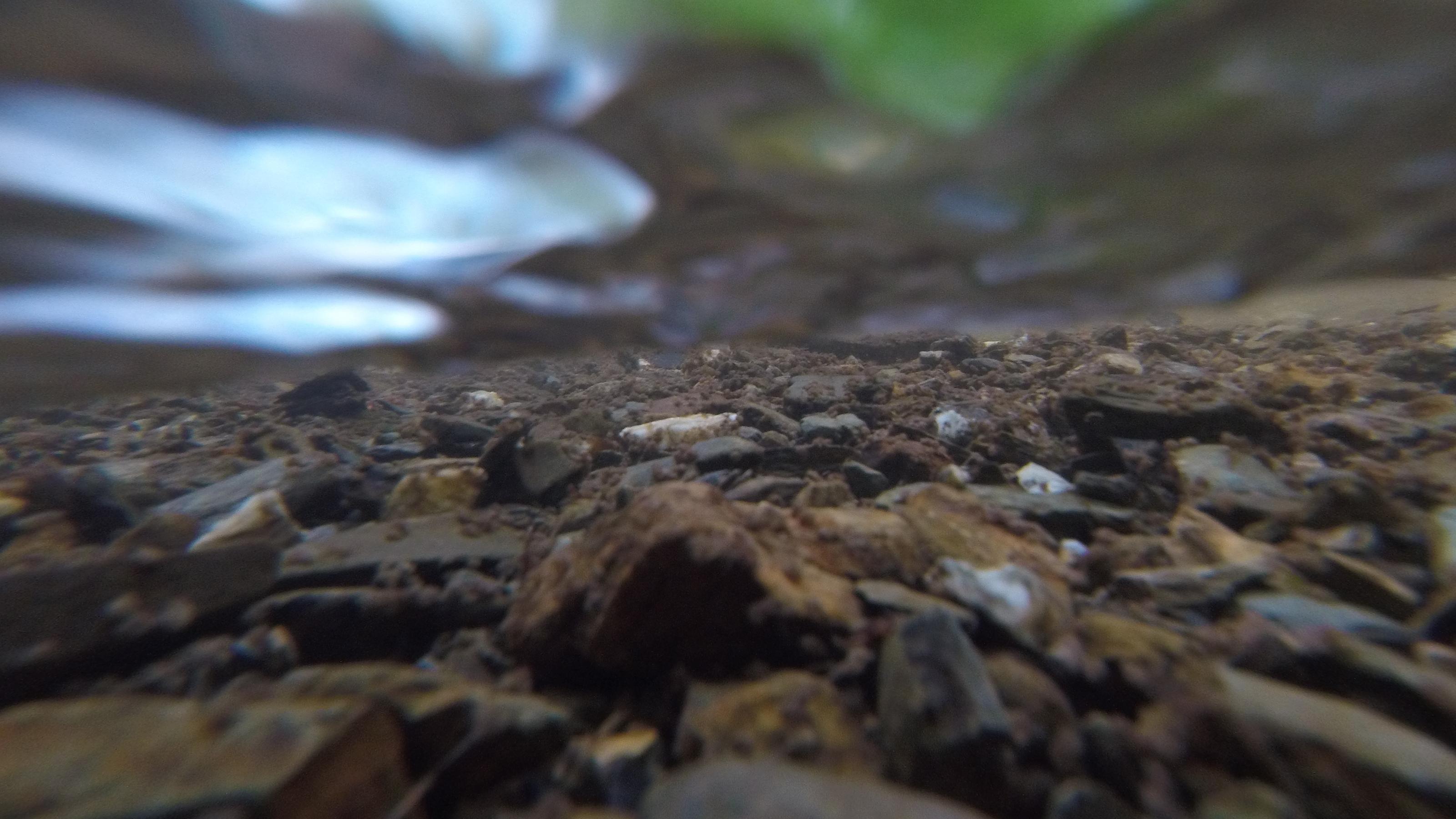 Unterwasseraufnahme von Bett eines Baches mit braunen Steinen am Grund, Oben schimmert grün die Wasseroberfläche.