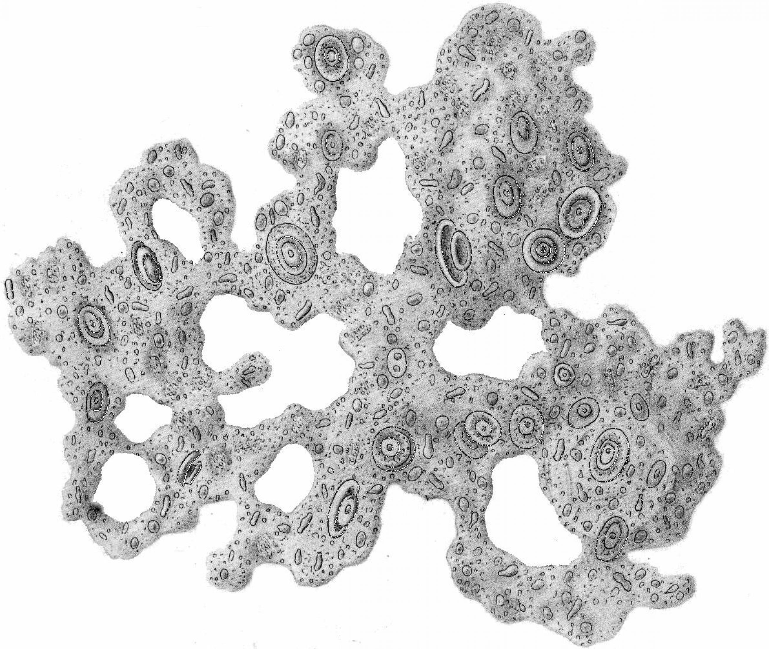 Ernst Haeckel skizziert Urschleim mit Resten seiner letzten Mahlzeit