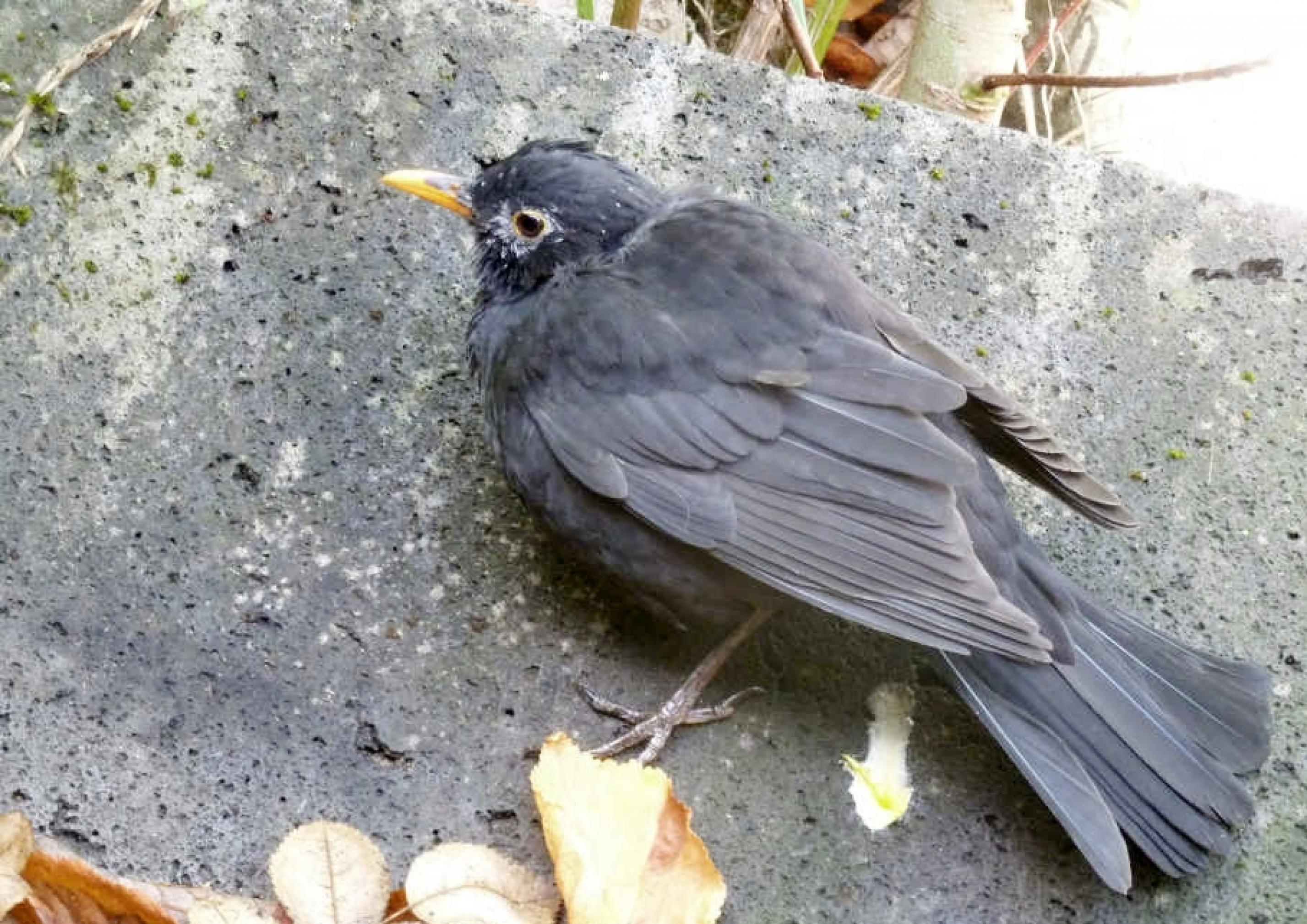 Eine Amsel mit müden Augen sitzt auf einem Stein.