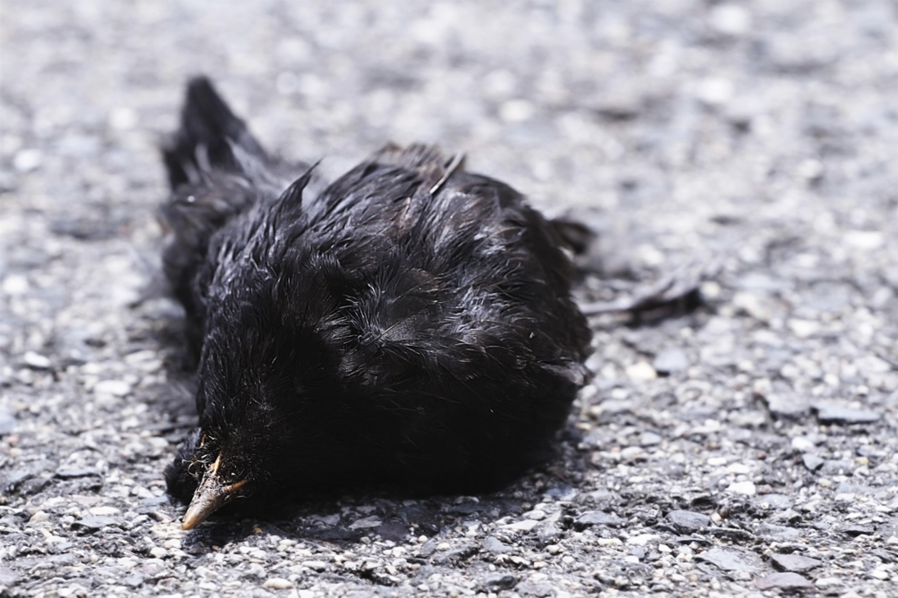 Ein schwarzer Vogel liegt auf der Seite auf dem Asphalt.